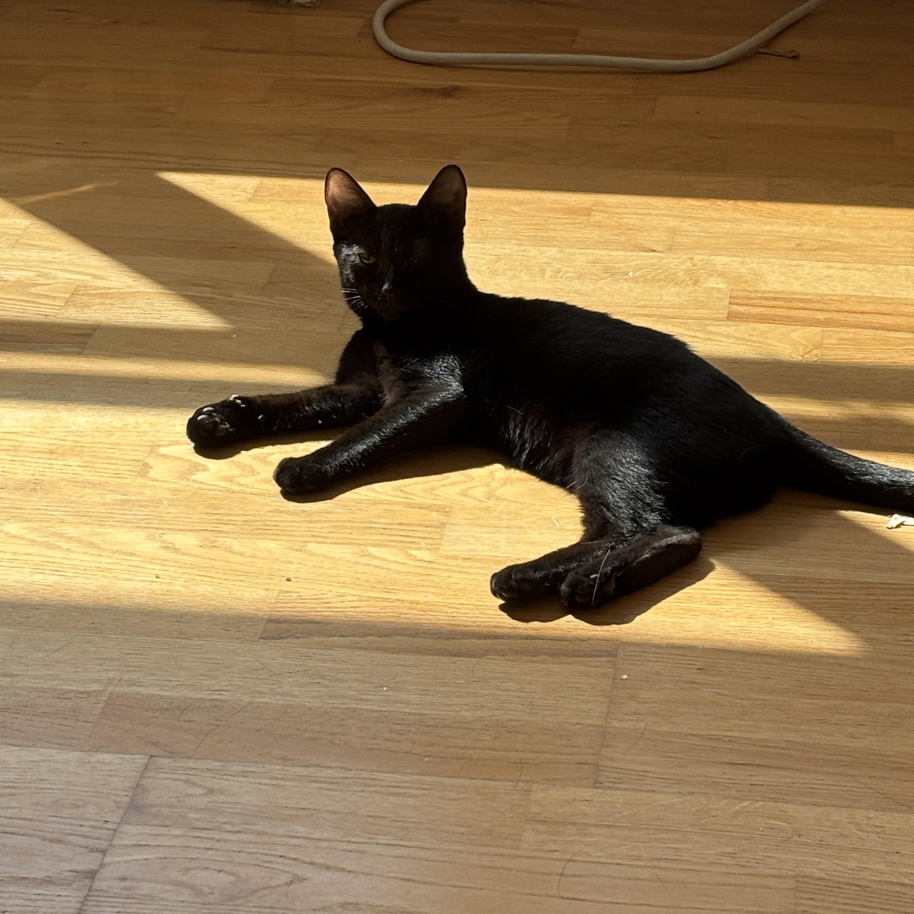 Enlarge Cappuccino, a Adoptable American Shorthair in Brooklyn, NY image 2/6