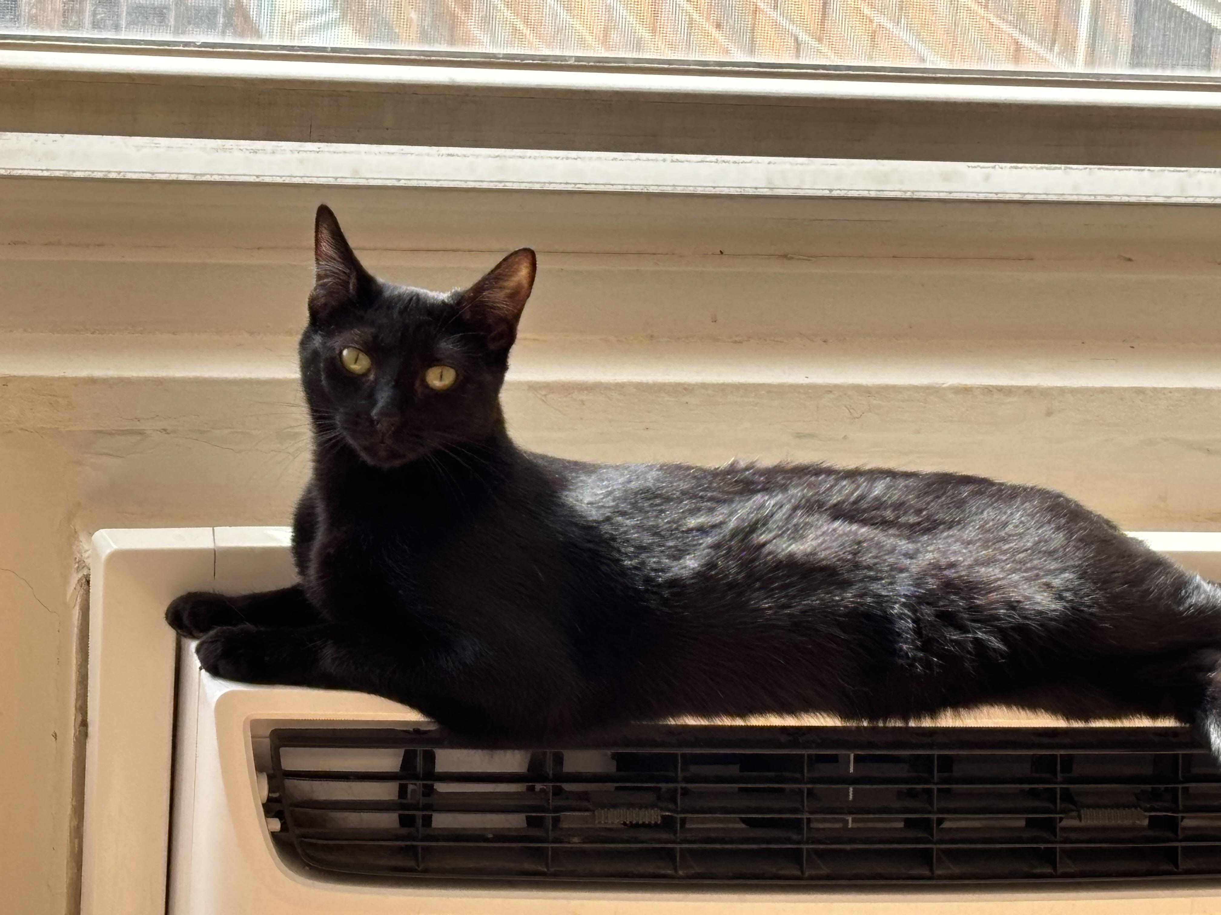 Enlarge Cappuccino, a Adoptable American Shorthair in Brooklyn, NY image 3/3