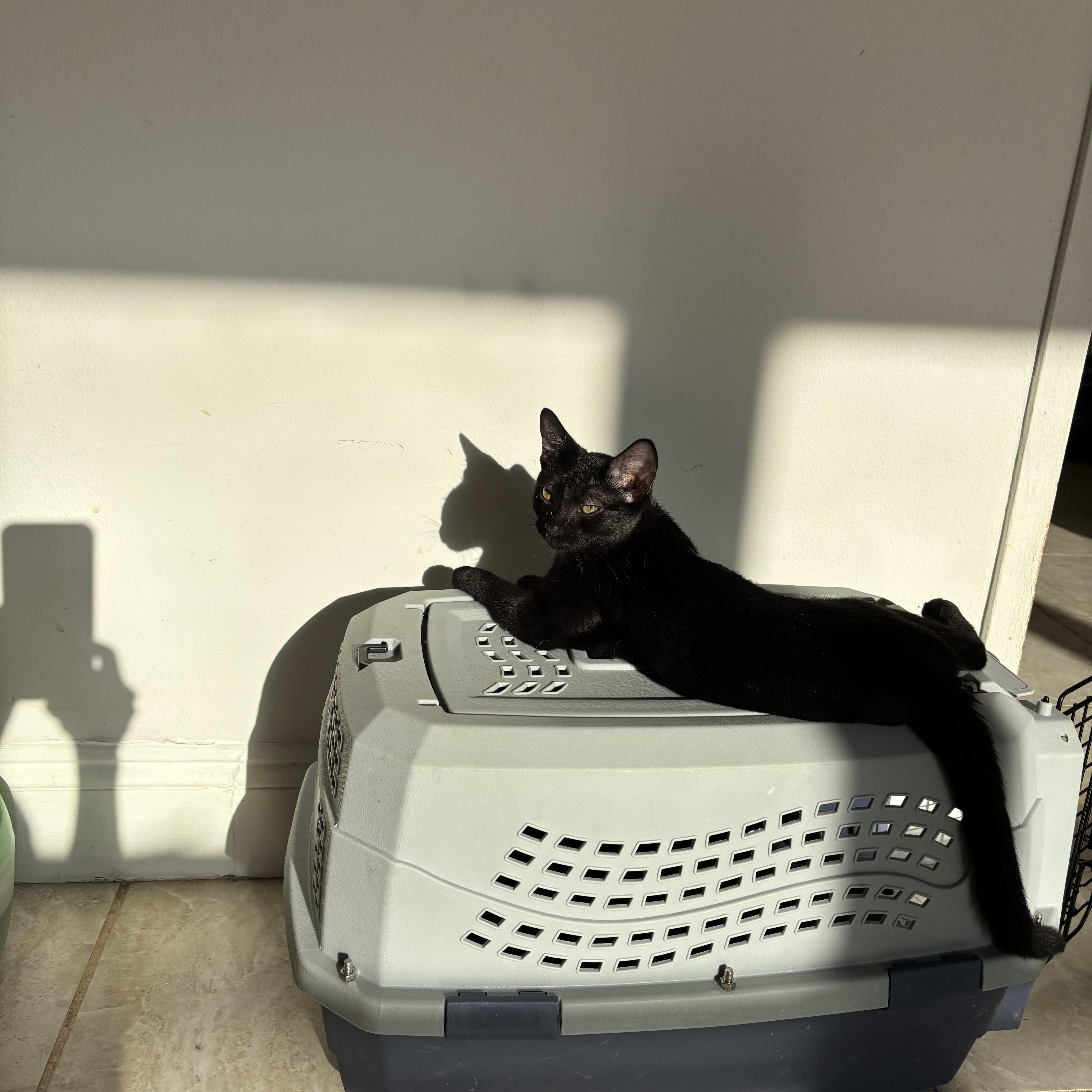 Enlarge Cappuccino, a Adoptable American Shorthair in Brooklyn, NY image 4/6