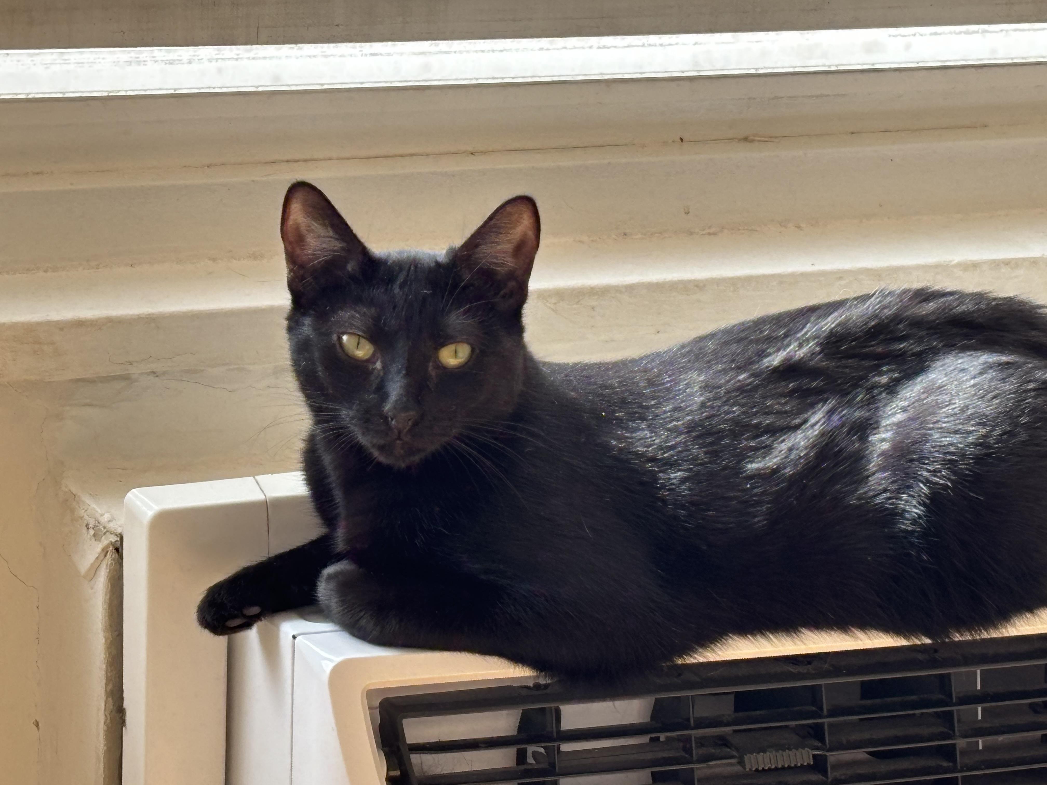 Cappuccino, Adoptable, Kitten Female American Shorthair.