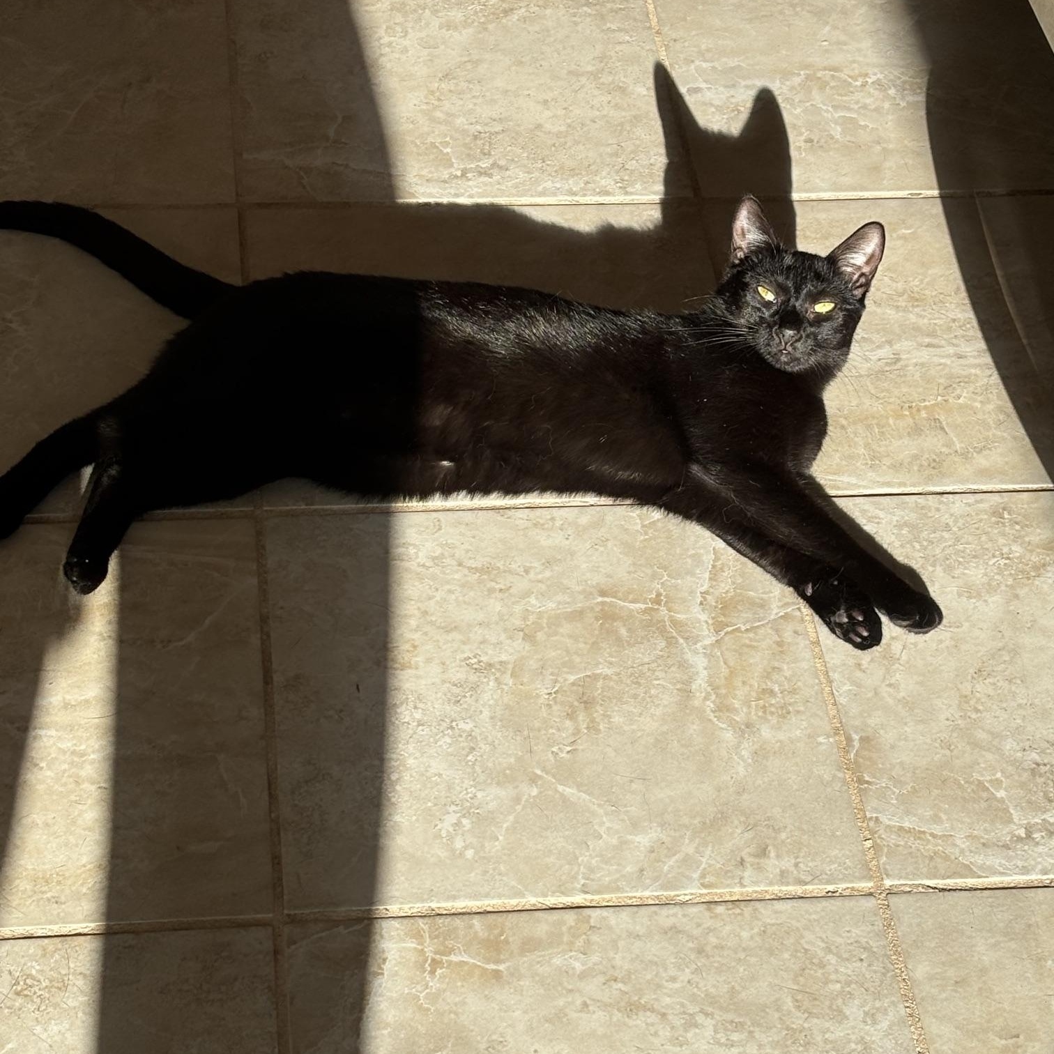 Enlarge Cappuccino, a Adoptable American Shorthair in Brooklyn, NY image 1/5