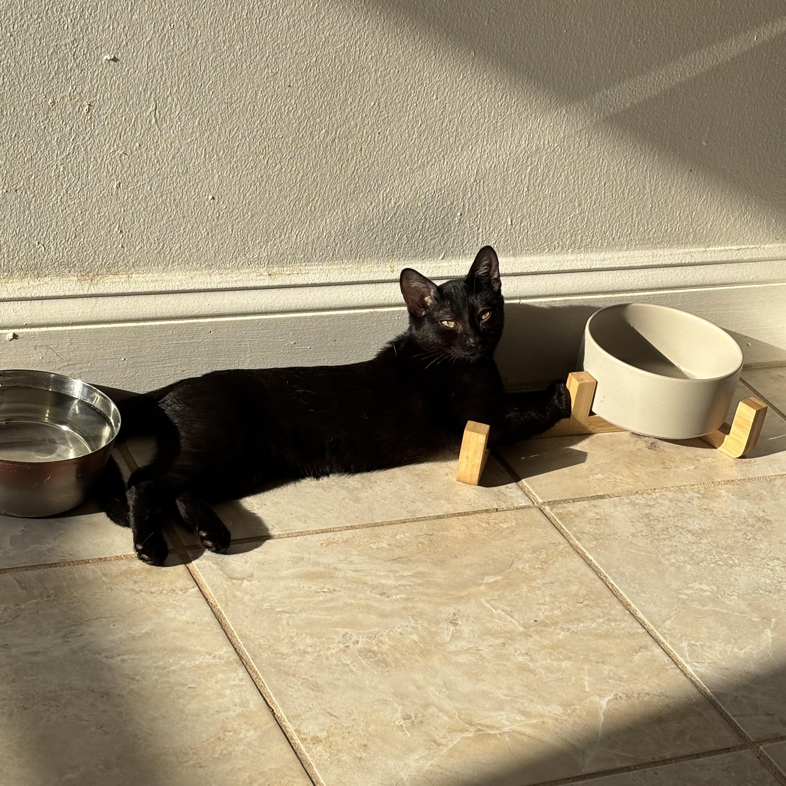 Enlarge Cappuccino, a Adoptable American Shorthair in Brooklyn, NY image 5/6