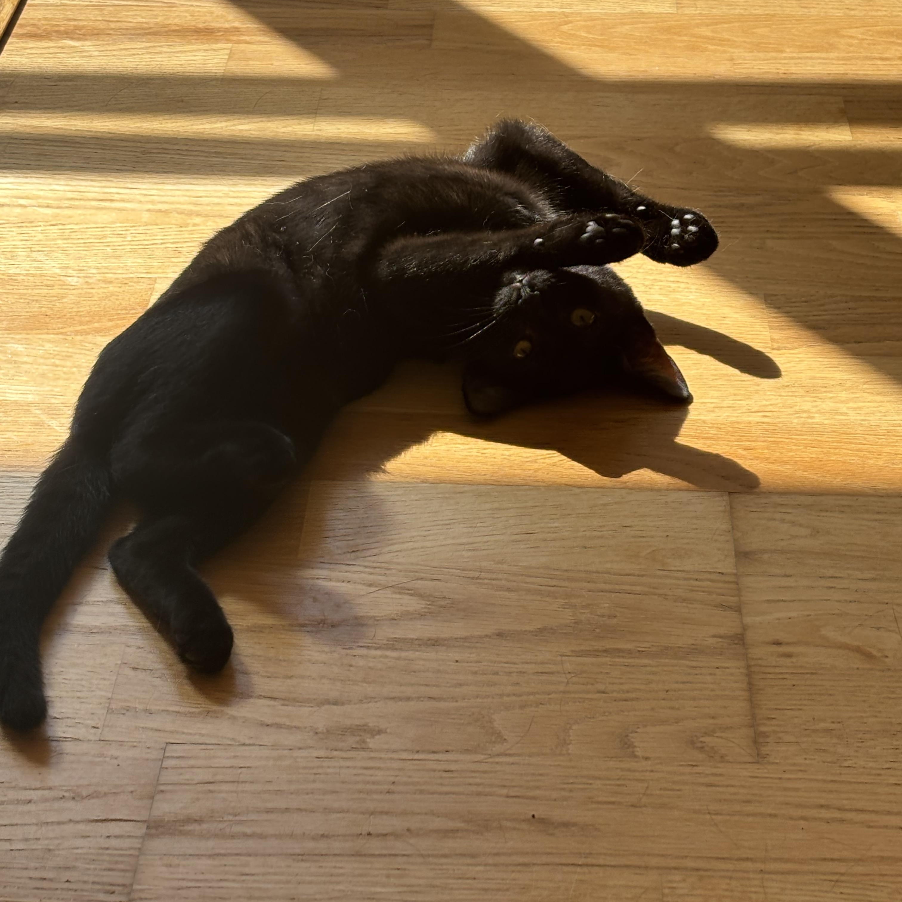 Enlarge Cappuccino, a Adoptable American Shorthair in Brooklyn, NY image 6/6