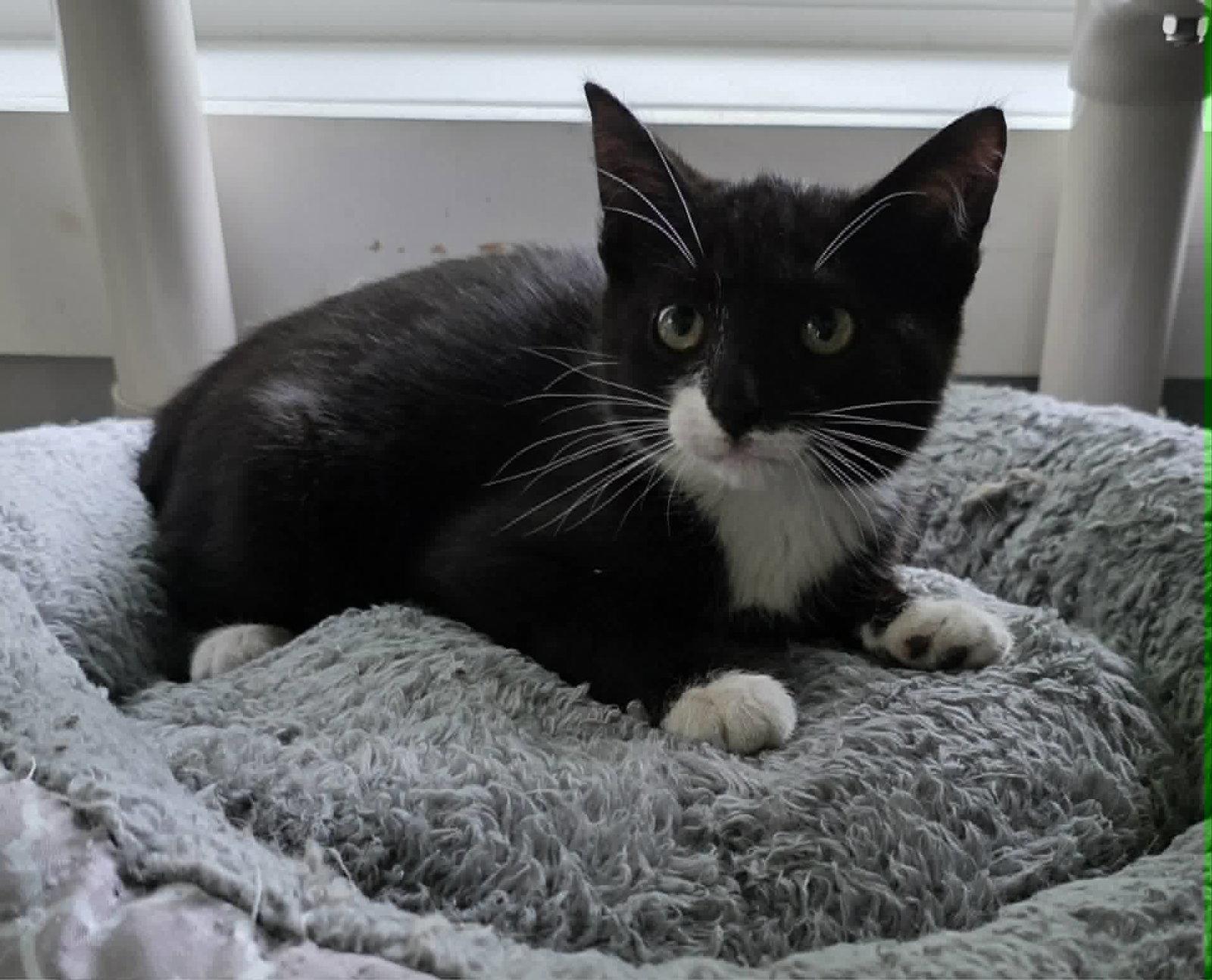 Andre, Adoptable, Kitten Male Domestic Short Hair.