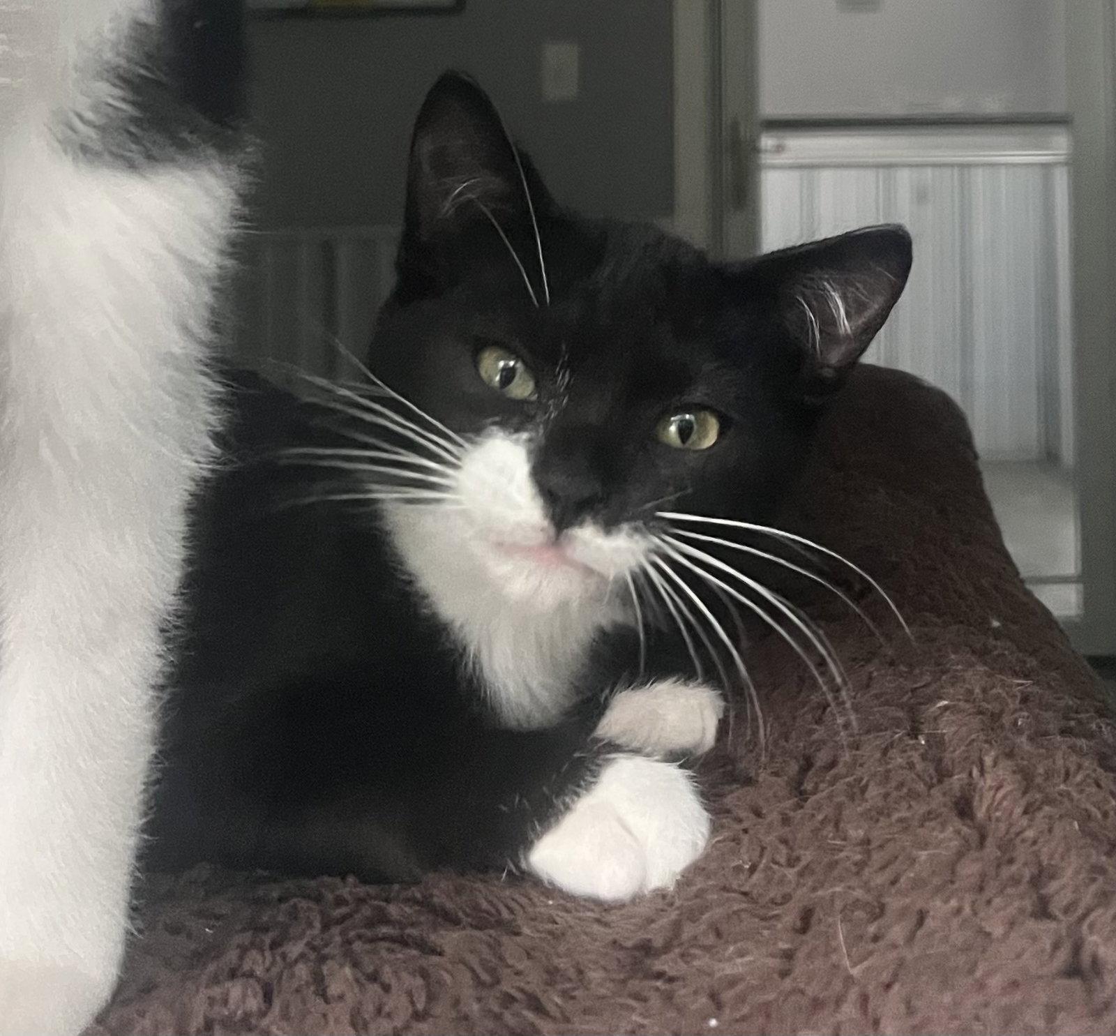 Enlarge Andre, a Adoptable Domestic Short Hair in Woodsfield, OH image 2/3