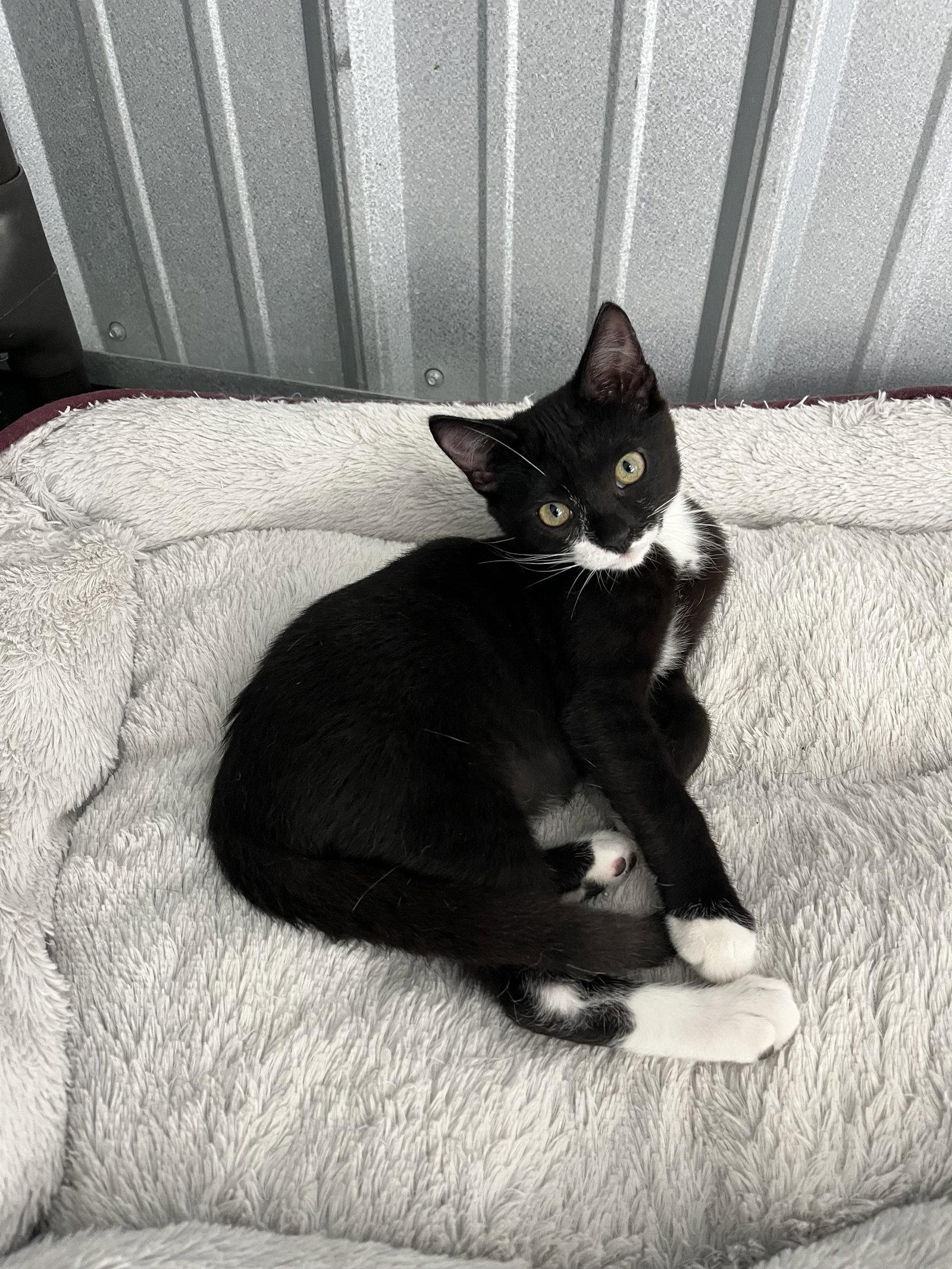 Enlarge Andre, a Adoptable Domestic Short Hair in Woodsfield, OH image 3/3