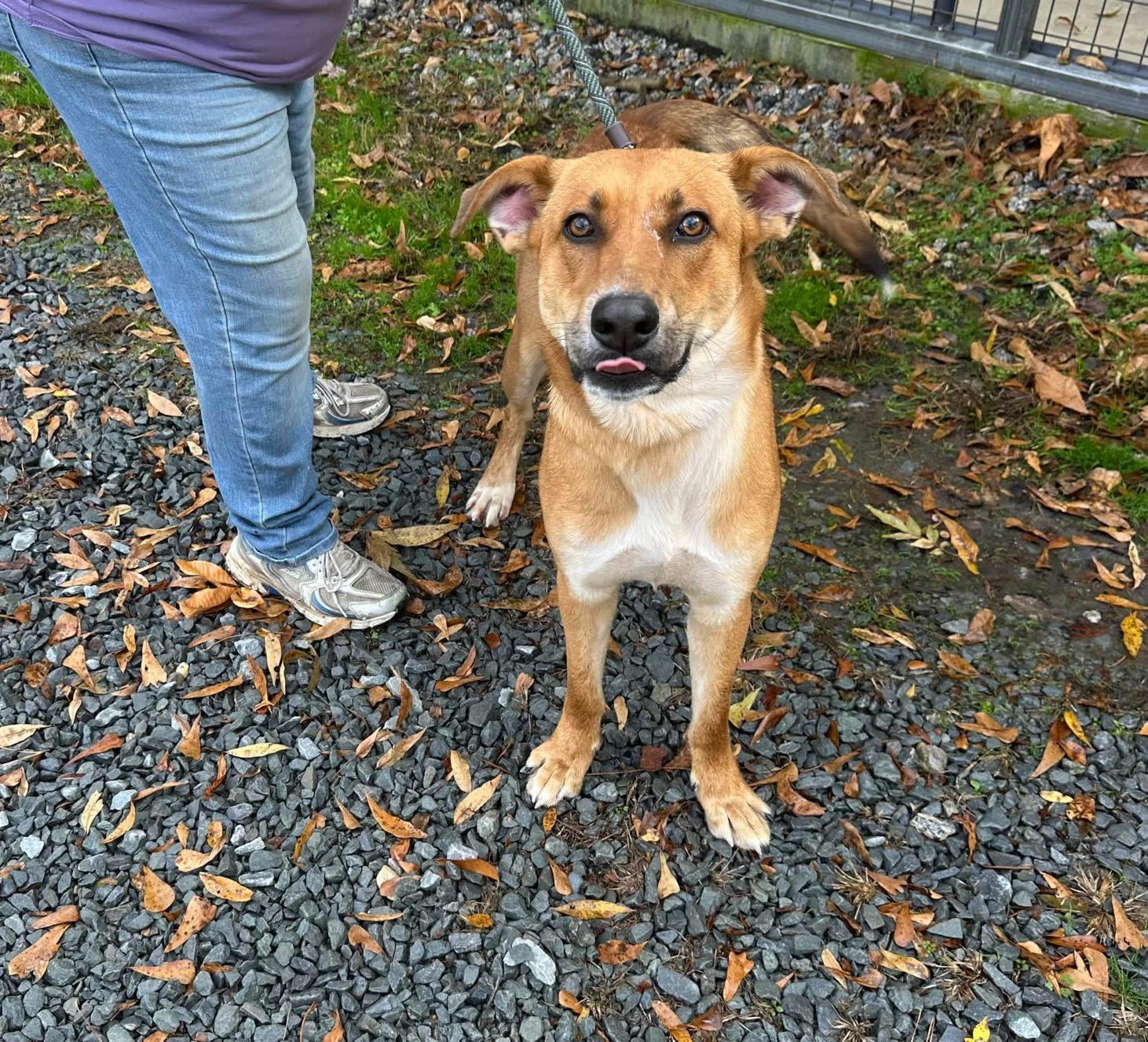 Mojo, ADOPTABLE, Adult Male Mixed Breed.