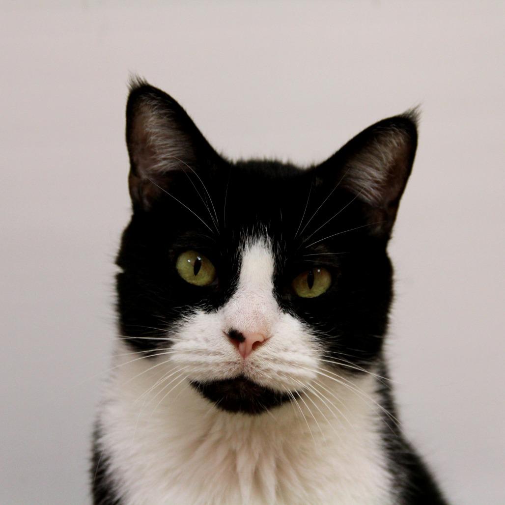 Farrah, Adoptable, Senior Female Domestic Short Hair.