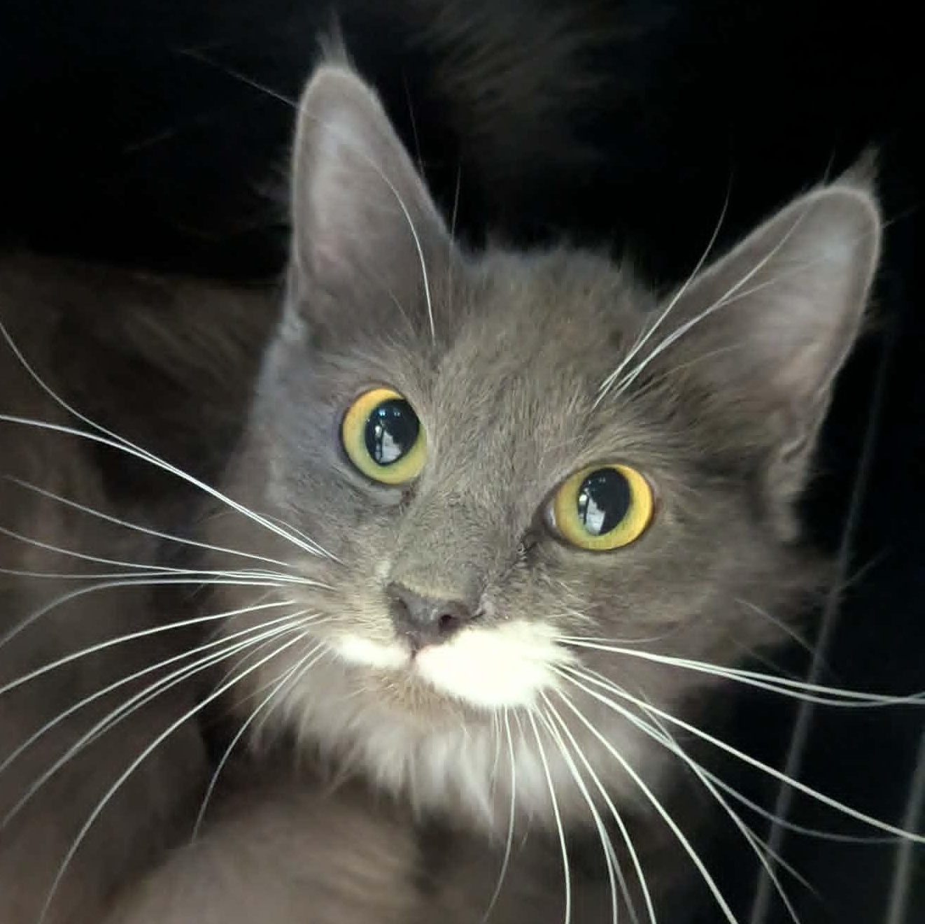 Enlarge Emily, a ADOPTABLE Domestic Medium Hair in Grants Pass, OR image 3/3