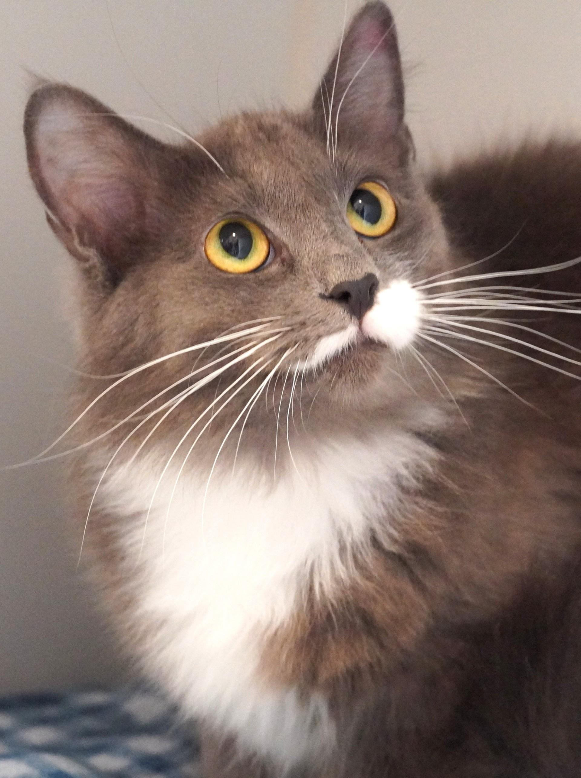 Enlarge Emily, a ADOPTABLE Domestic Medium Hair in Grants Pass, OR image 2/3
