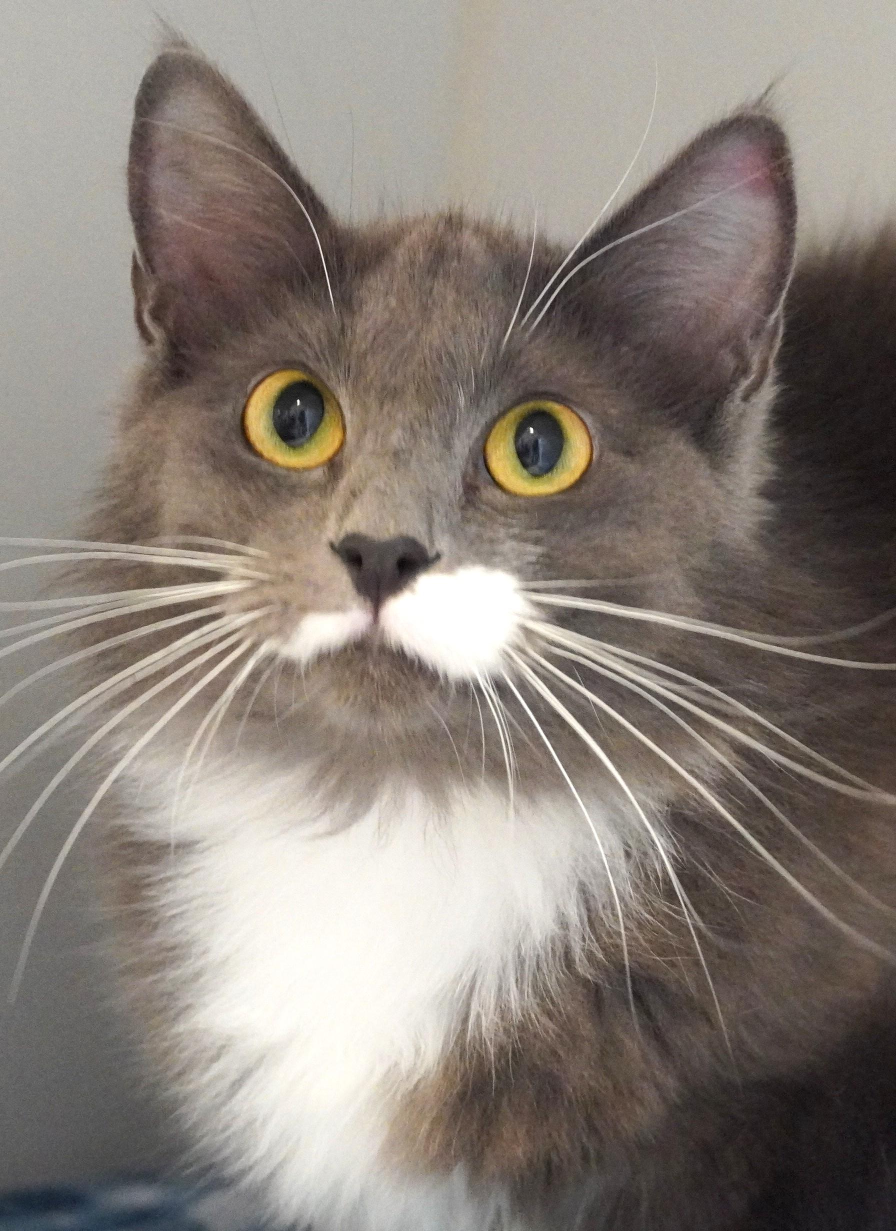 Emily, ADOPTABLE, Adult Female Domestic Medium Hair.