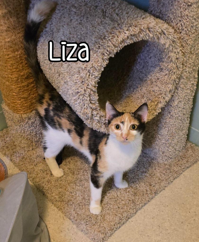 Enlarge Liza, a Adoptable mixed breed in Port Clinton, OH image 1/6