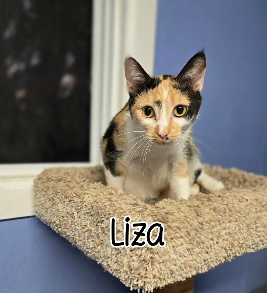 Enlarge Liza, a Adoptable mixed breed in Port Clinton, OH image 2/6