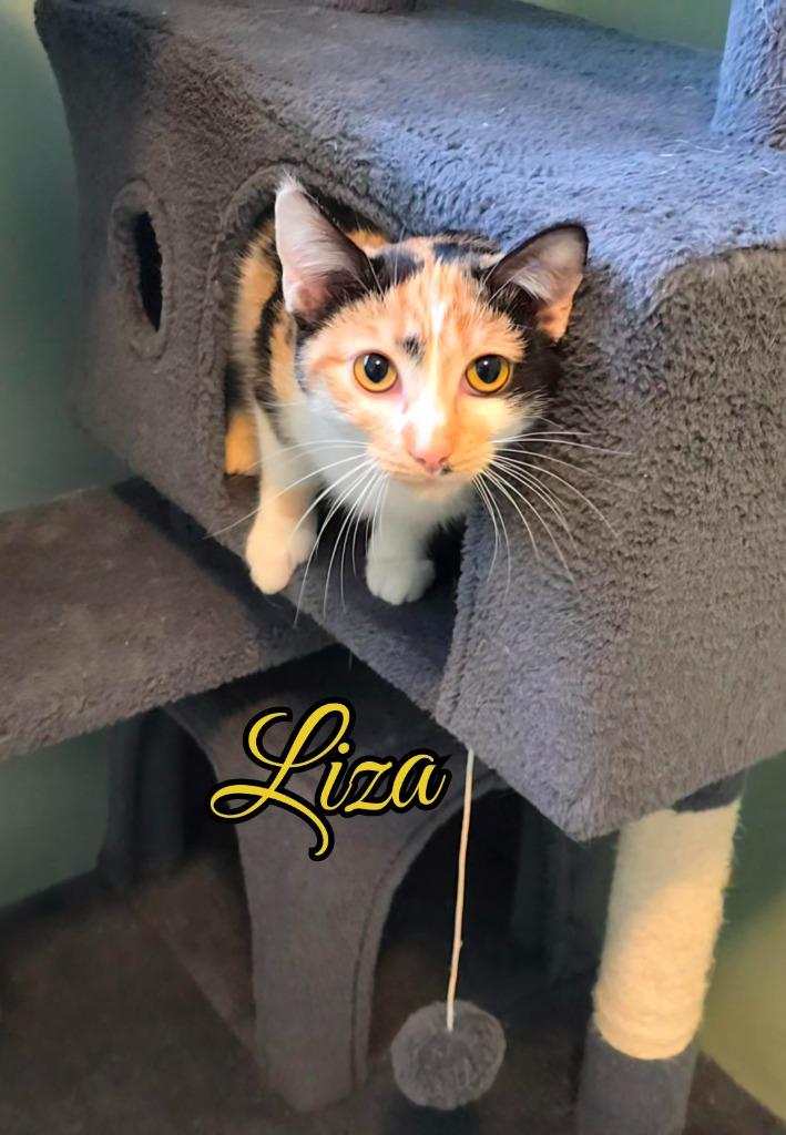 Enlarge Liza, a Adoptable mixed breed in Port Clinton, OH image 3/6