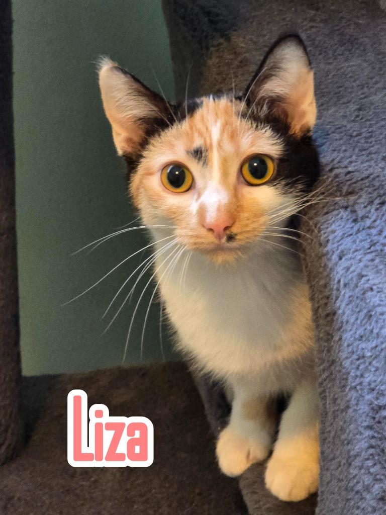 Liza, Adoptable, Young Female Domestic Short Hair.