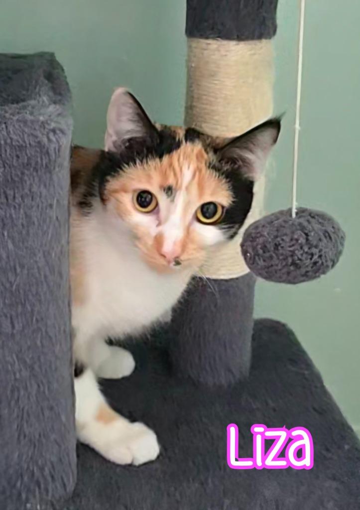 Enlarge Liza, a Adoptable mixed breed in Port Clinton, OH image 3/6