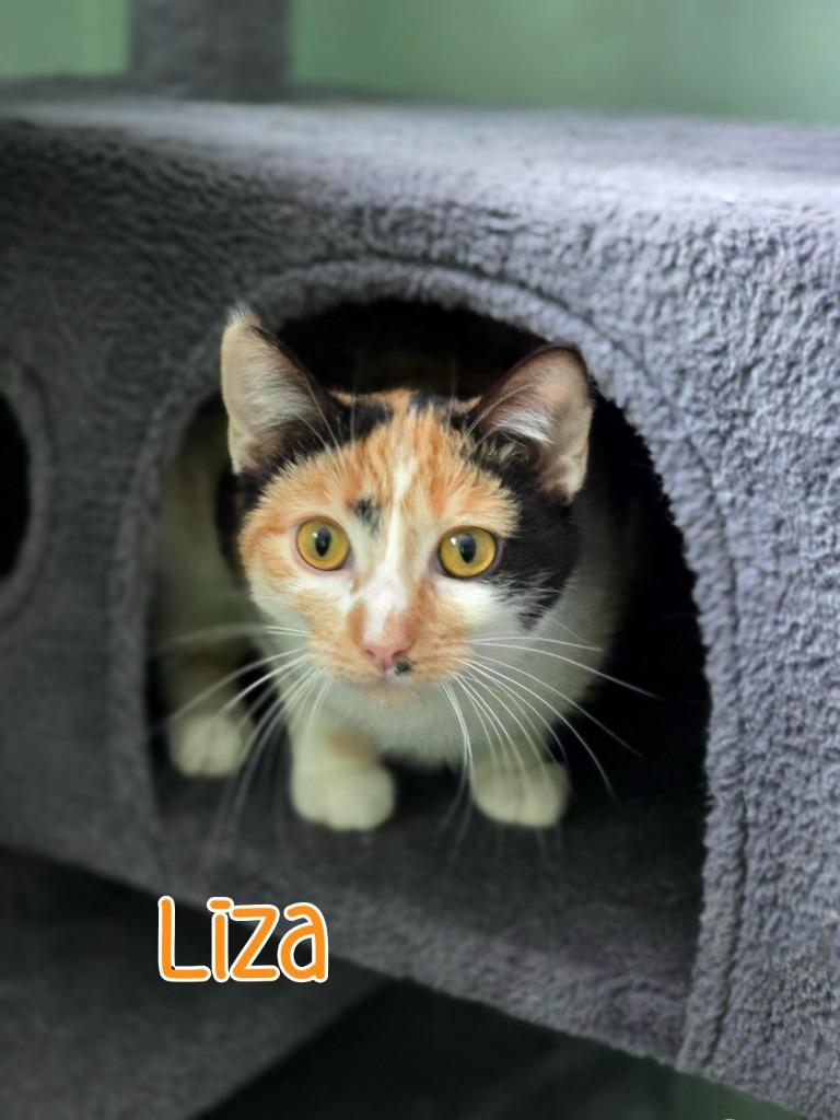 Enlarge Liza, a Adoptable mixed breed in Port Clinton, OH image 5/6