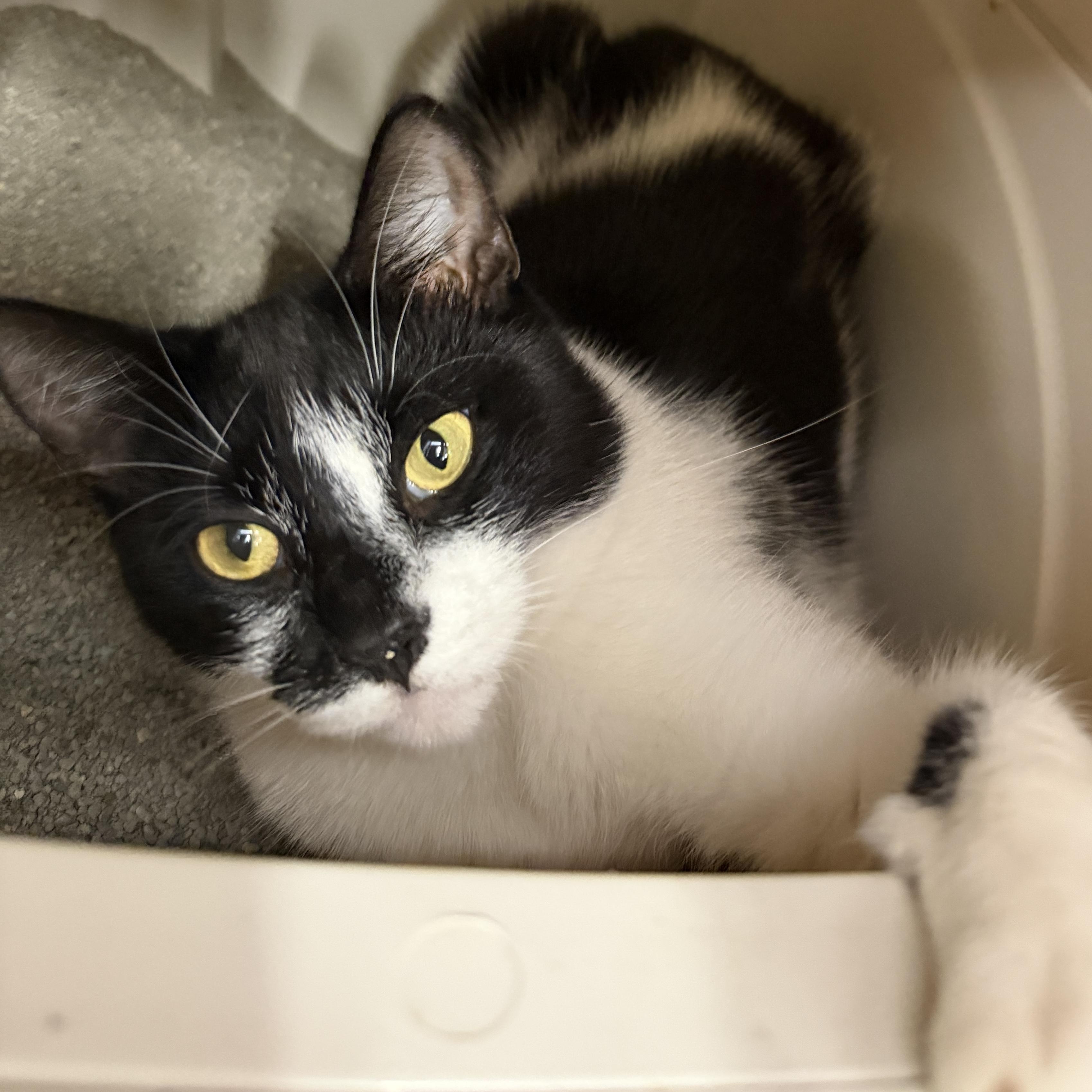 Enlarge Maine, a Adoptable Domestic Short Hair in Clearwater, FL image 2/5