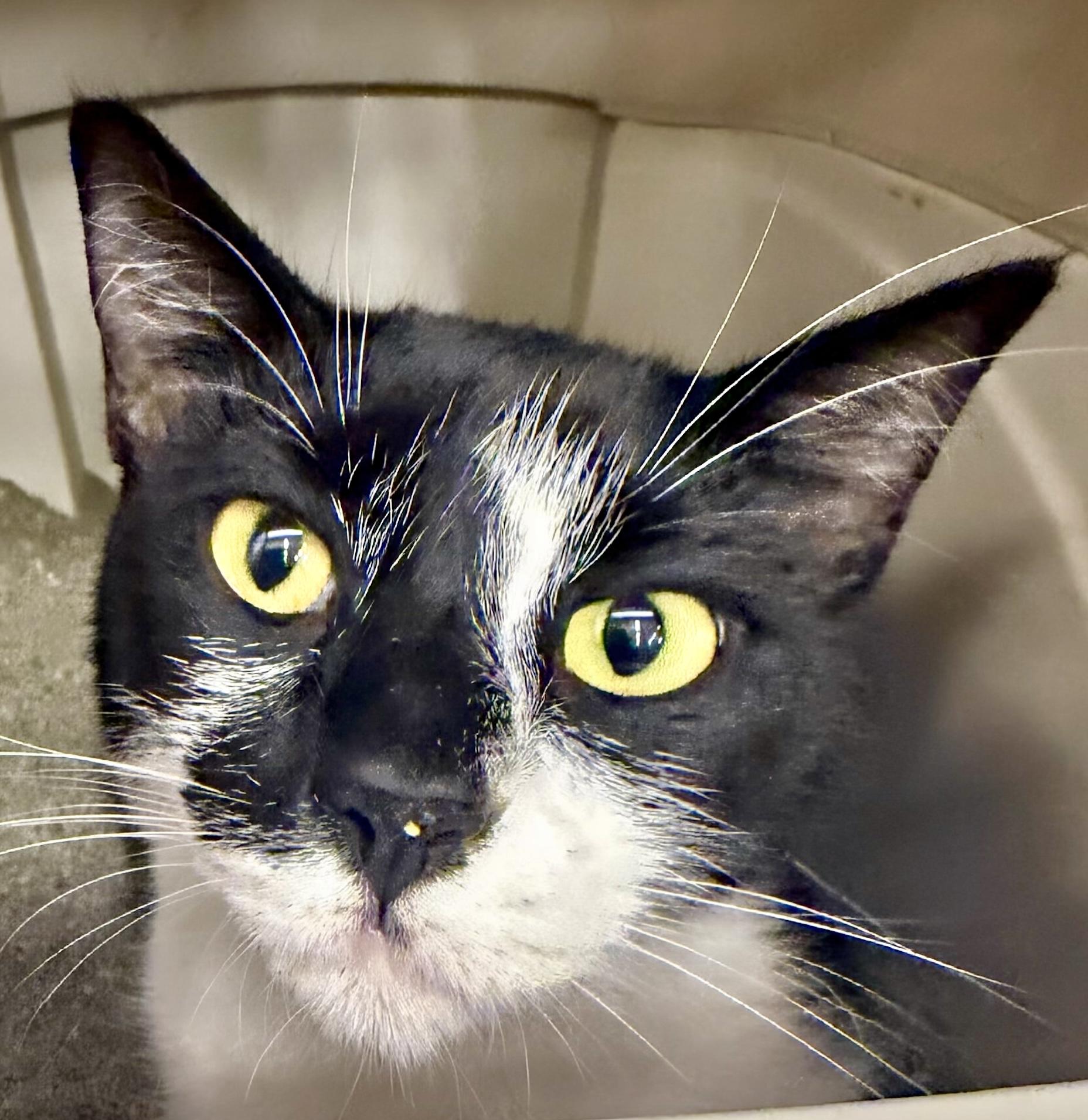 Enlarge Maine, a Adoptable Domestic Short Hair in Clearwater, FL image 4/5