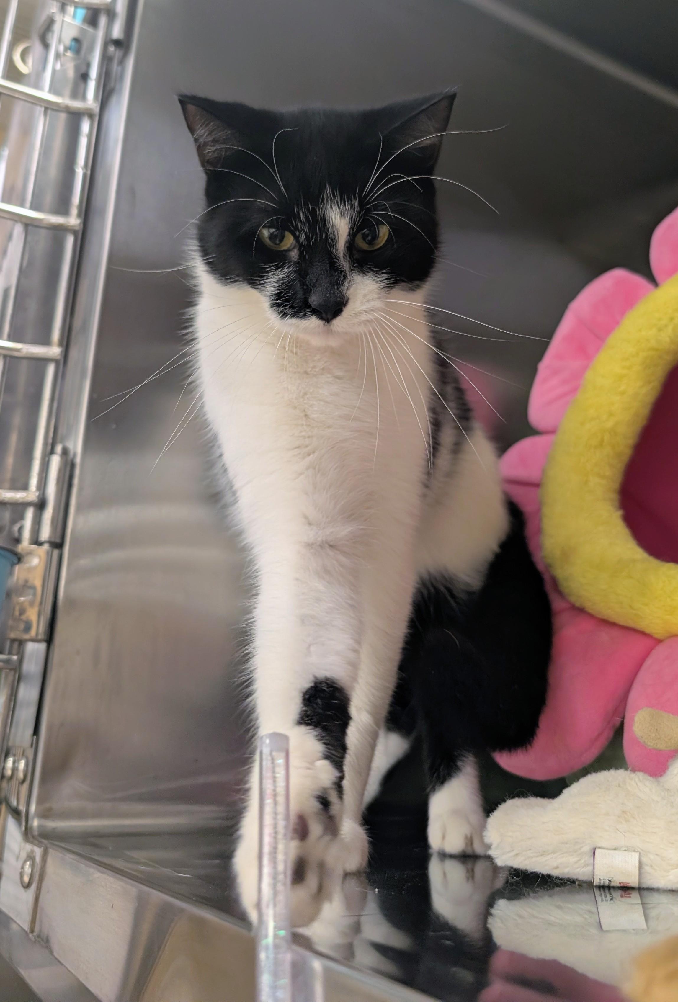 Enlarge Maine, a Adoptable Domestic Short Hair in Clearwater, FL image 3/5