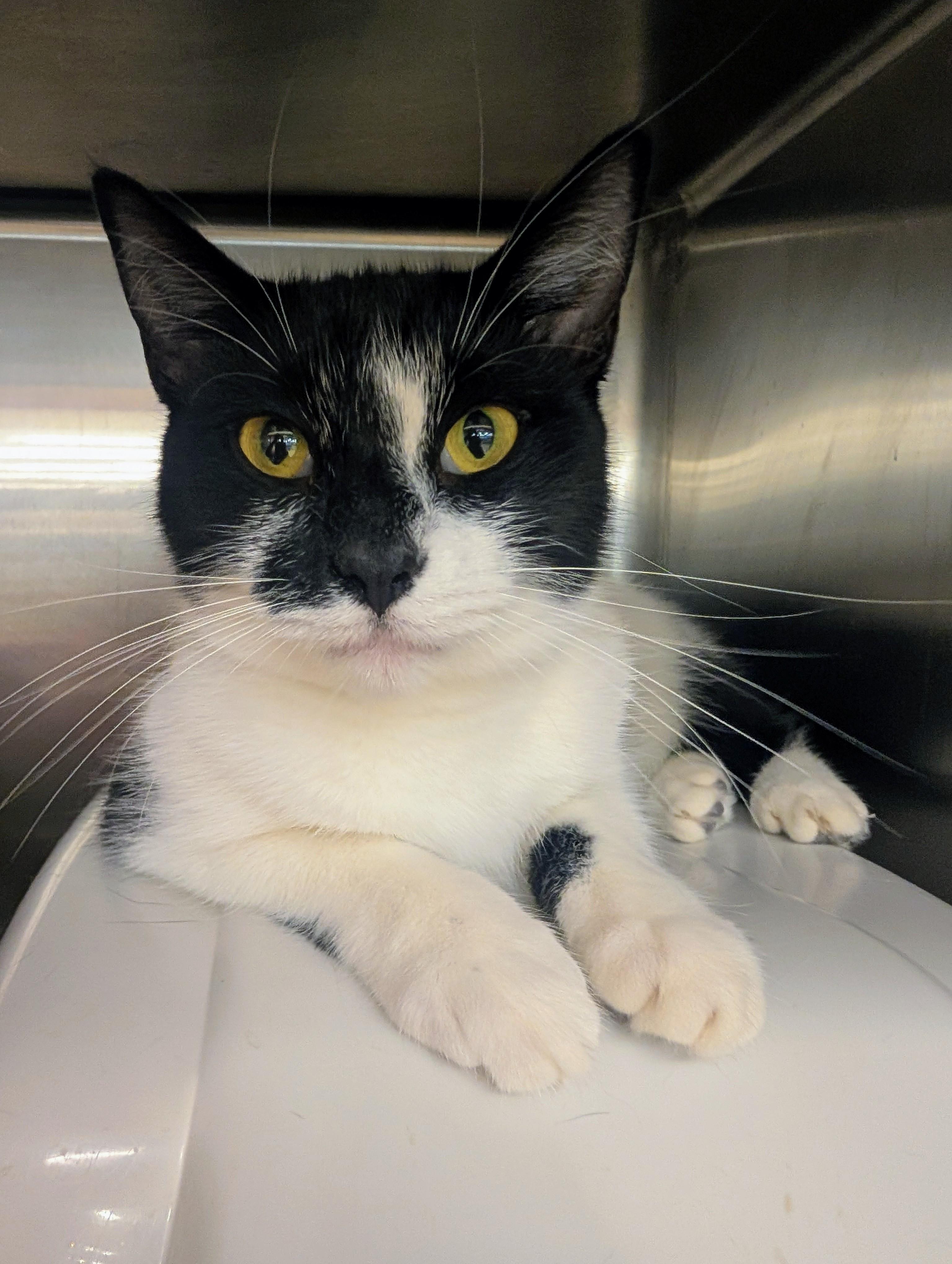 Enlarge Maine, a Adoptable Domestic Short Hair in Clearwater, FL image 1/5