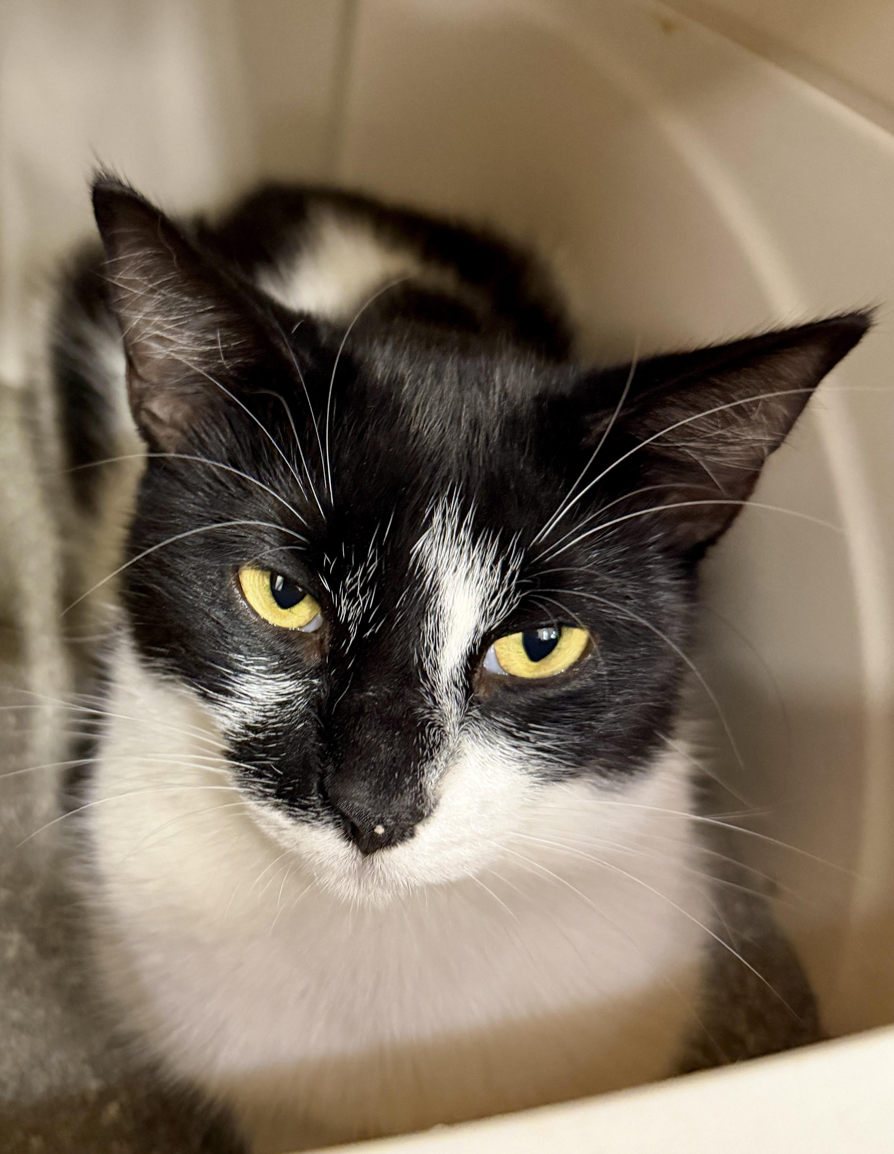 Enlarge Maine, a Adoptable Domestic Short Hair in Clearwater, FL image 5/5