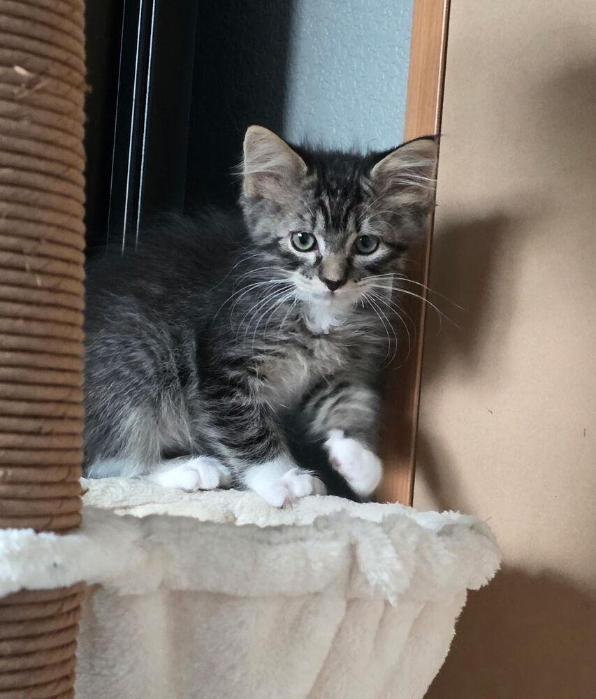 Johnny, Adoptable, Kitten Male Domestic Medium Hair.