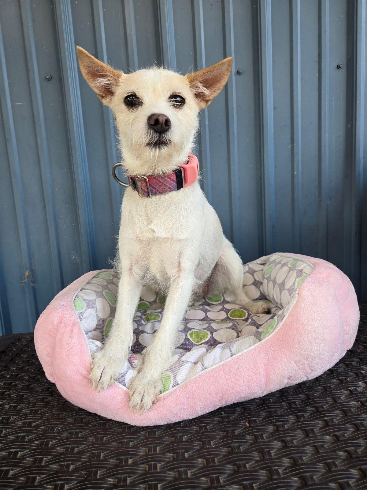 Rain, adopted, Adult Female Chihuahua & Terrier.