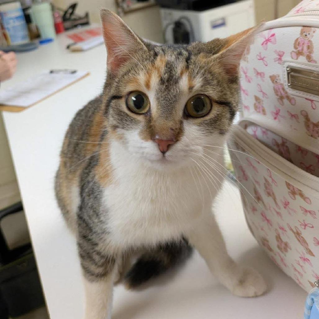 Leaf Sheep, Adoptable, Kitten Female Domestic Short Hair.