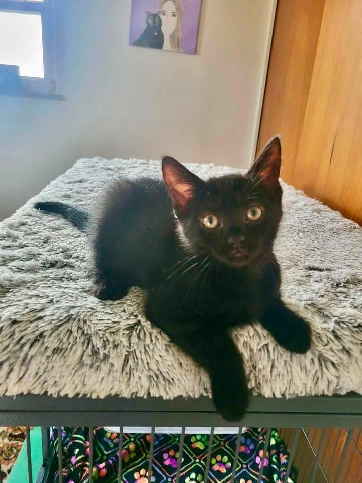 Diesel, ADOPTABLE, Kitten Male Domestic Short Hair.