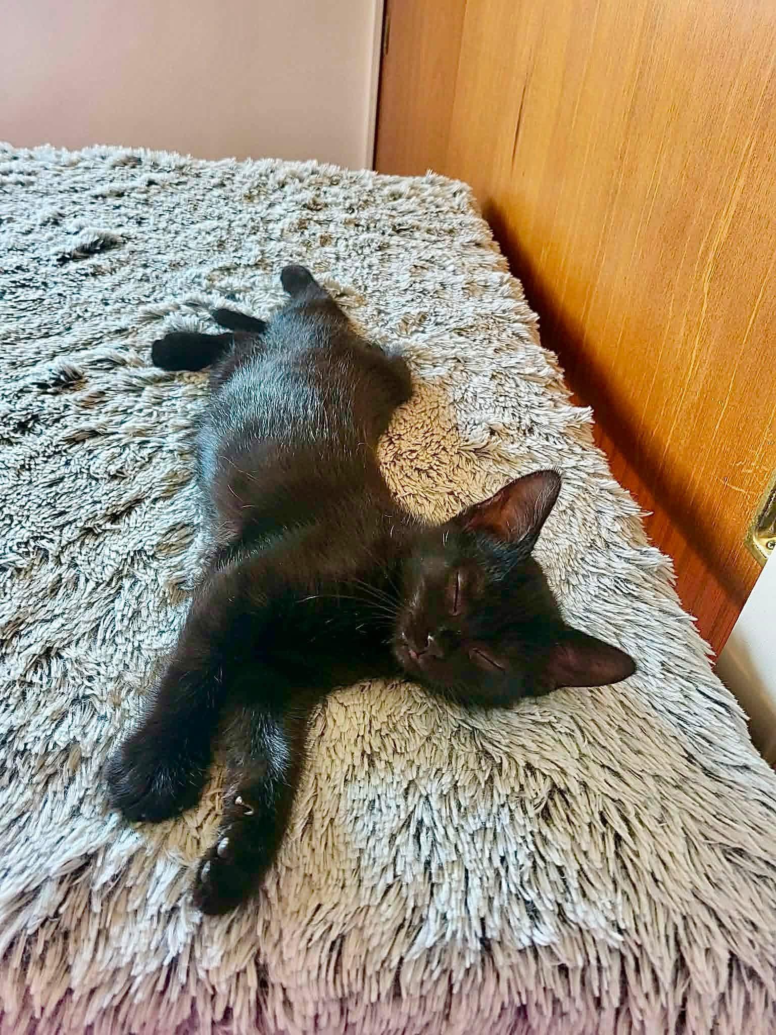 Diesel, a ADOPTABLE Domestic Short Hair in Saginaw, MI image 2/3