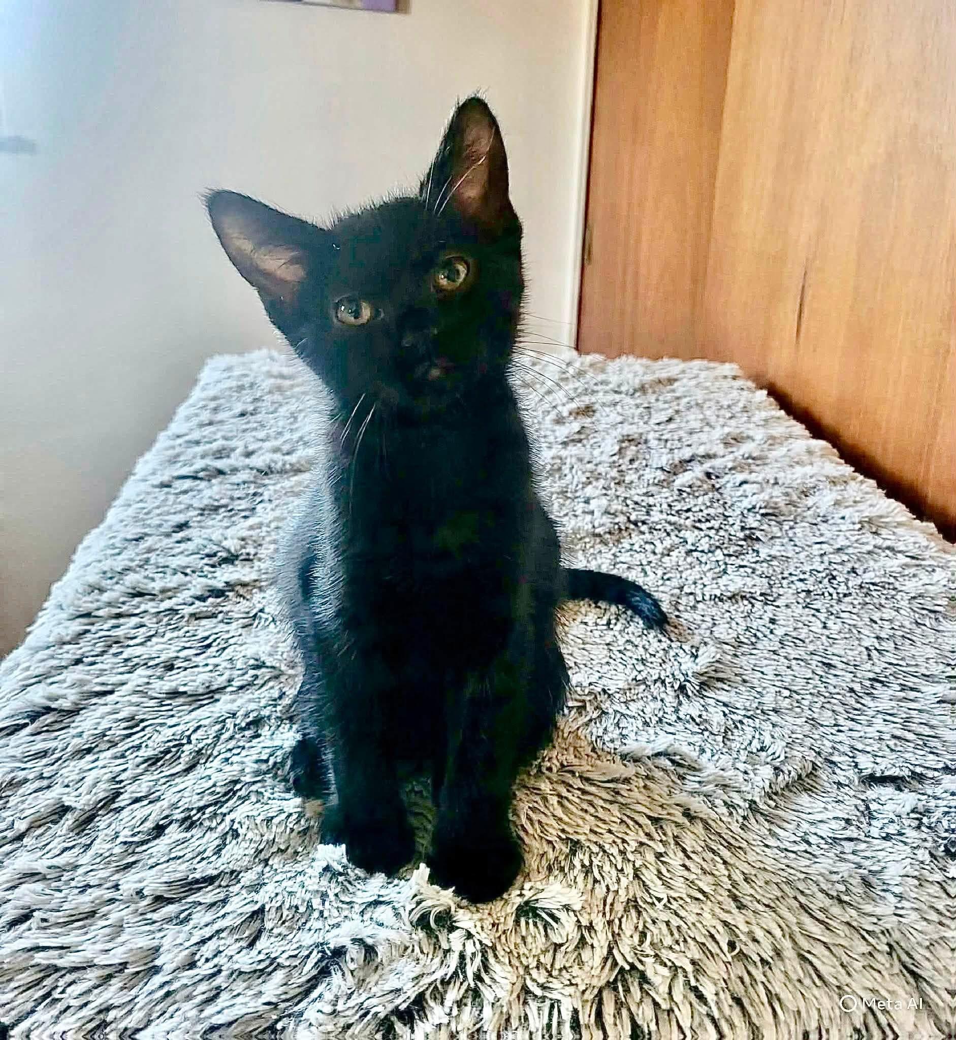 Diesel, a ADOPTABLE Domestic Short Hair in Saginaw, MI image 3/3