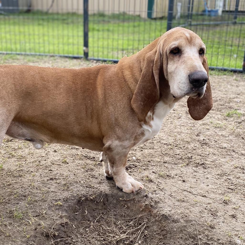 Fred, a Adoptable Basset Hound in Hattiesburg, MS image 1/4