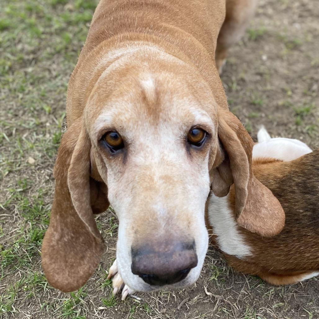 Fred, a Adoptable Basset Hound in Hattiesburg, MS image 2/4