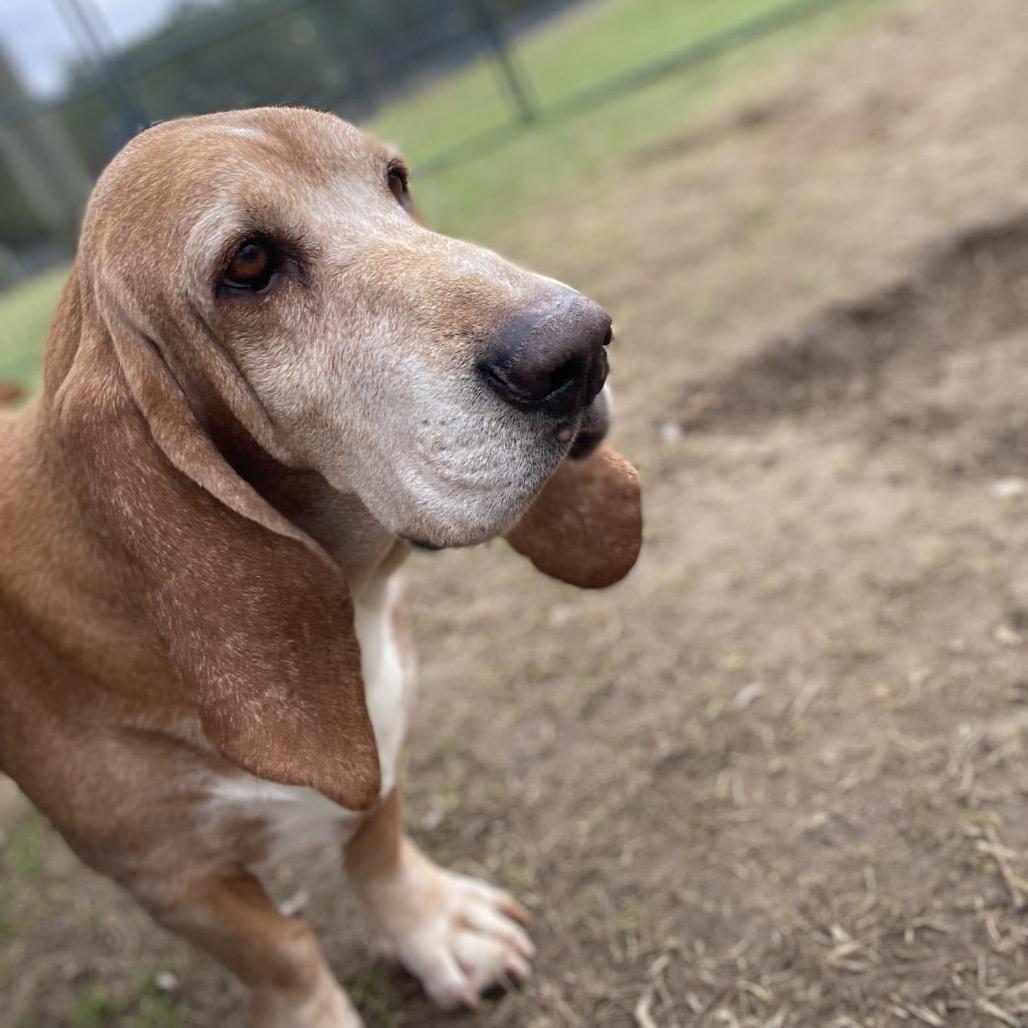 Fred, a Adoptable Basset Hound in Hattiesburg, MS image 4/4