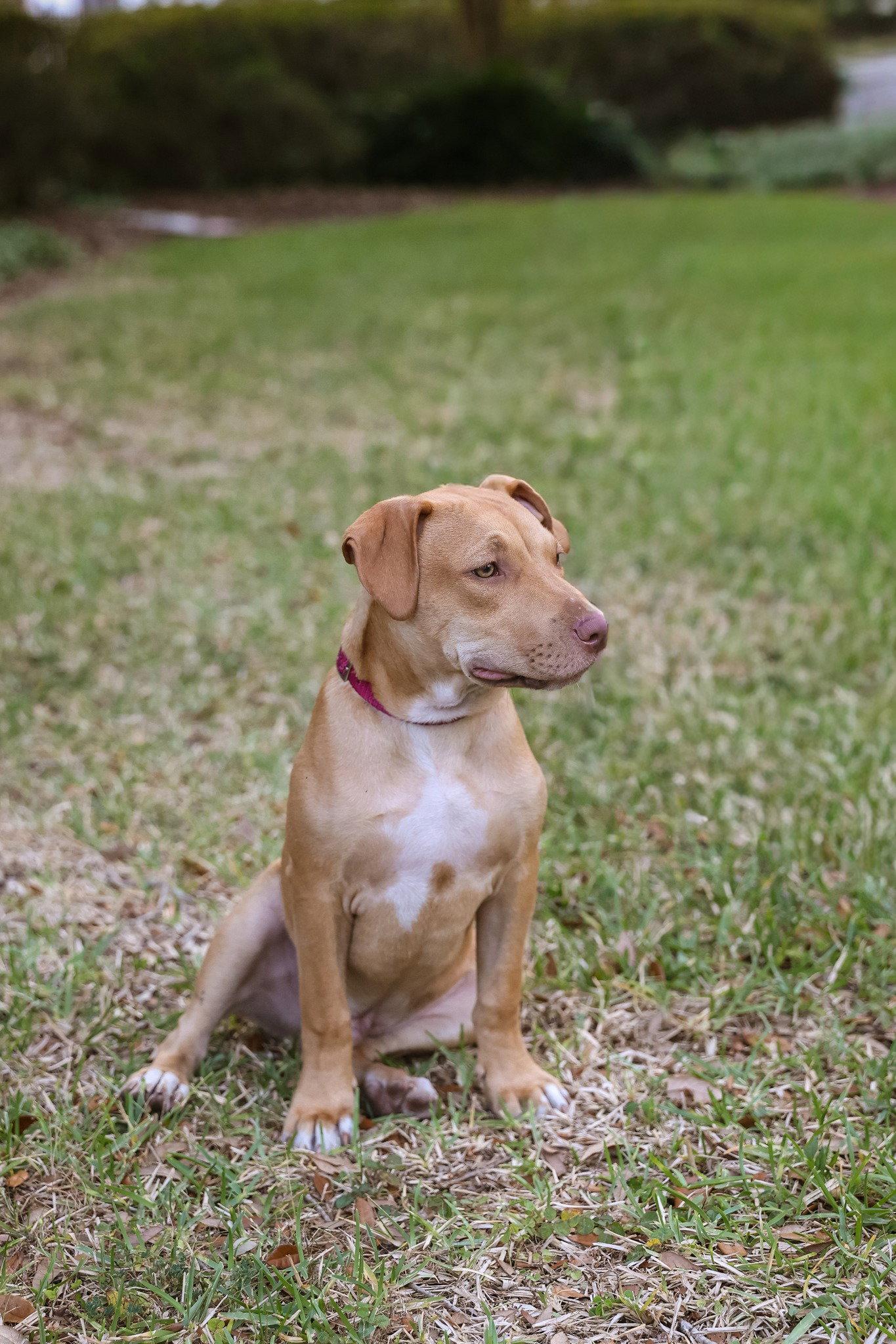 Wilbur, Adoptable, Young Male Mixed Breed.