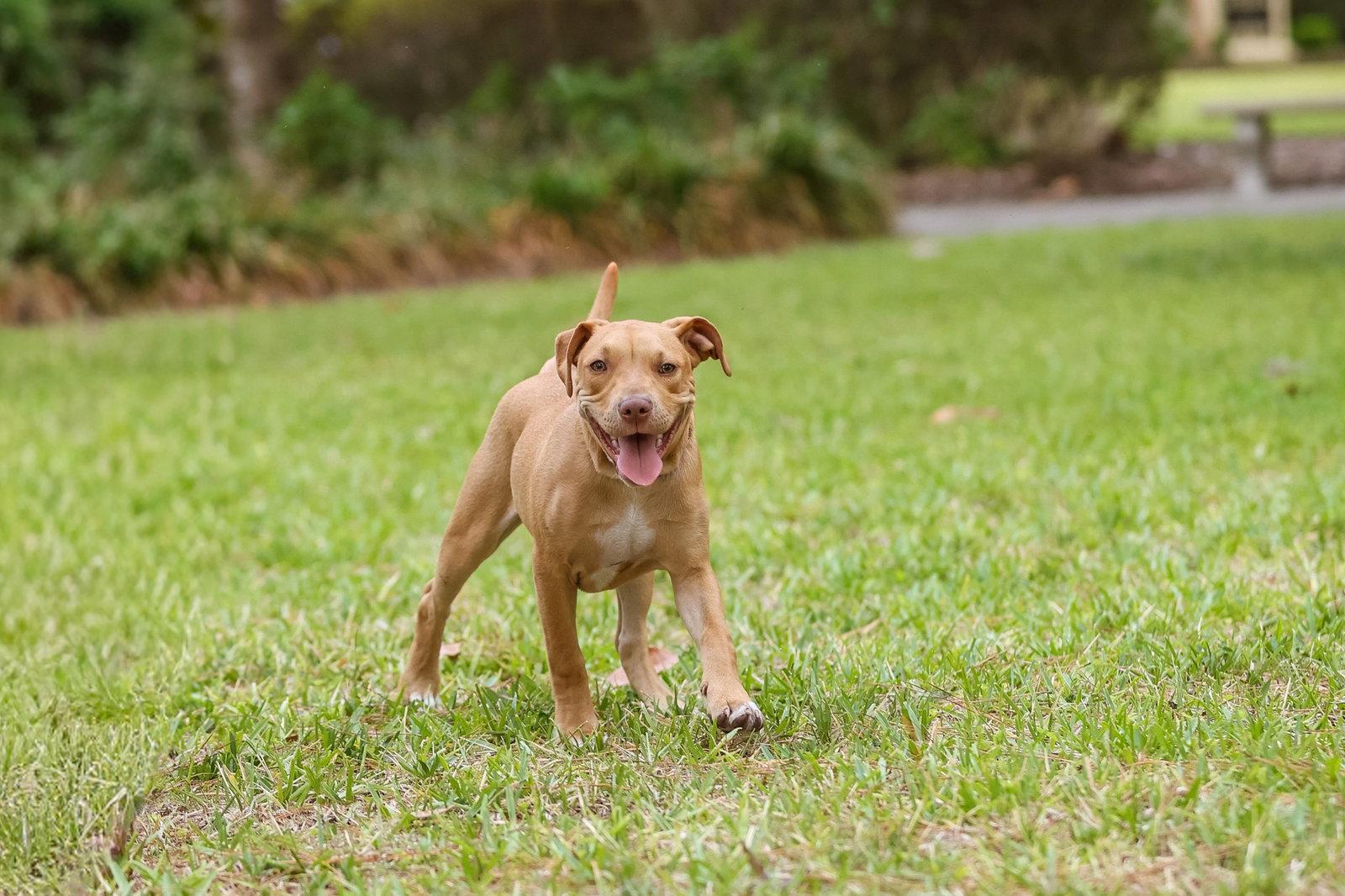 Enlarge Wilbur, a Adoptable Mixed Breed in Gainesville, FL image 2/3