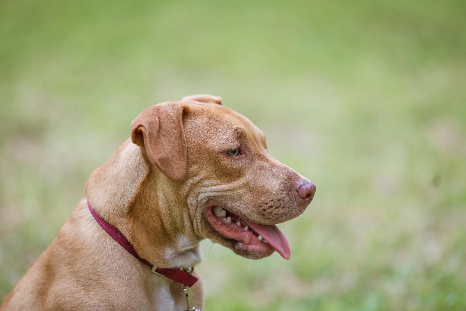 Enlarge Wilbur, a Adoptable Mixed Breed in Gainesville, FL image 3/3