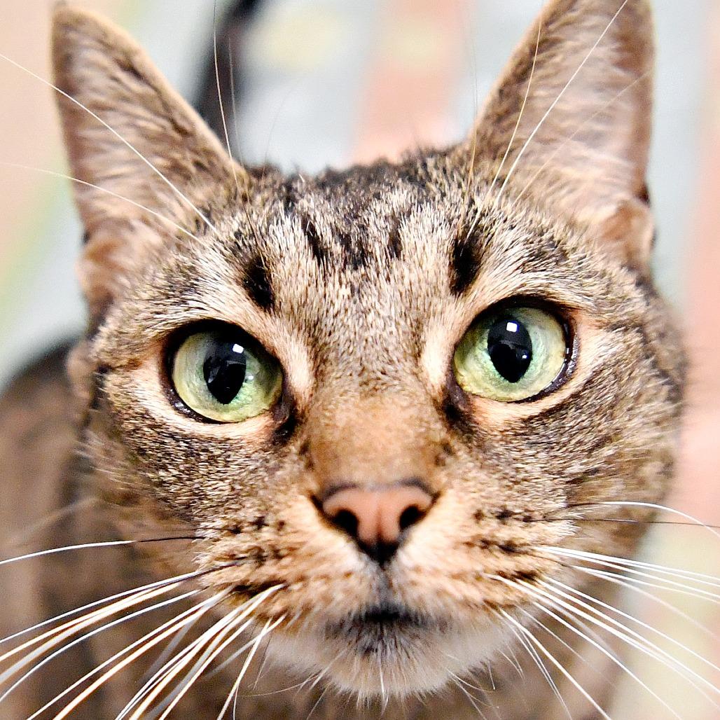 Enlarge Lola, a Adoptable Domestic Short Hair in York, PA image 1/6