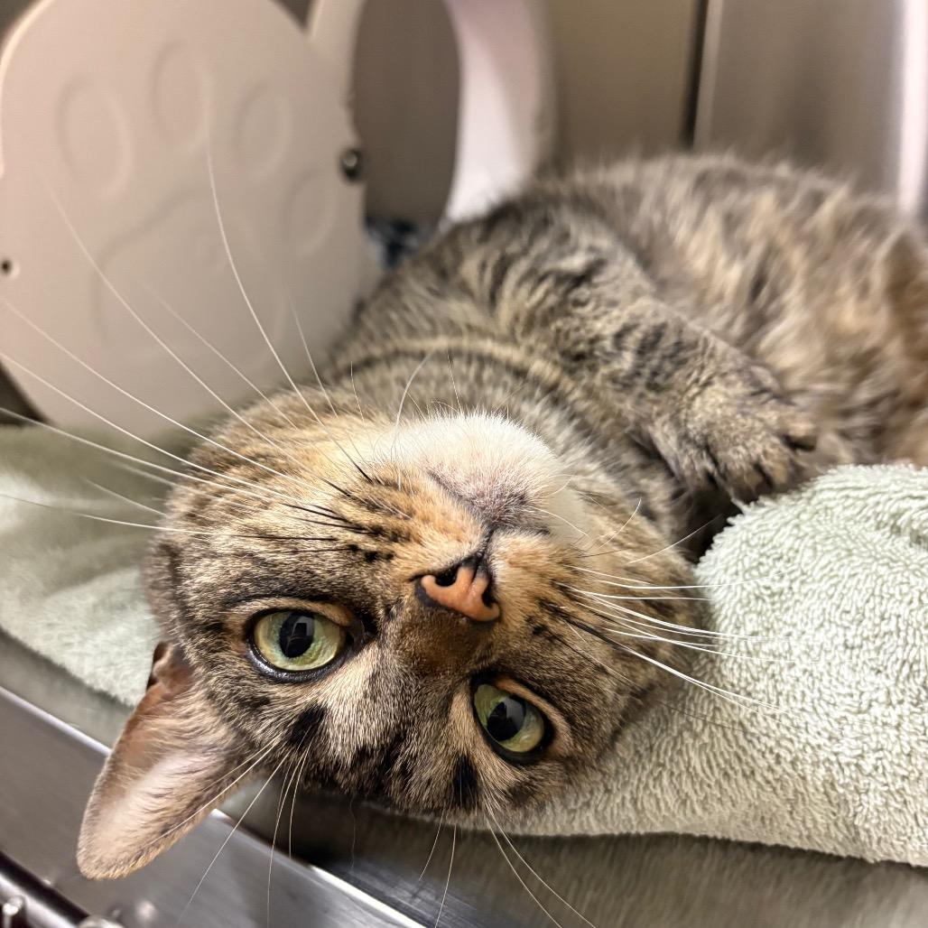 Lola, Adoptable, Senior Female Domestic Short Hair.