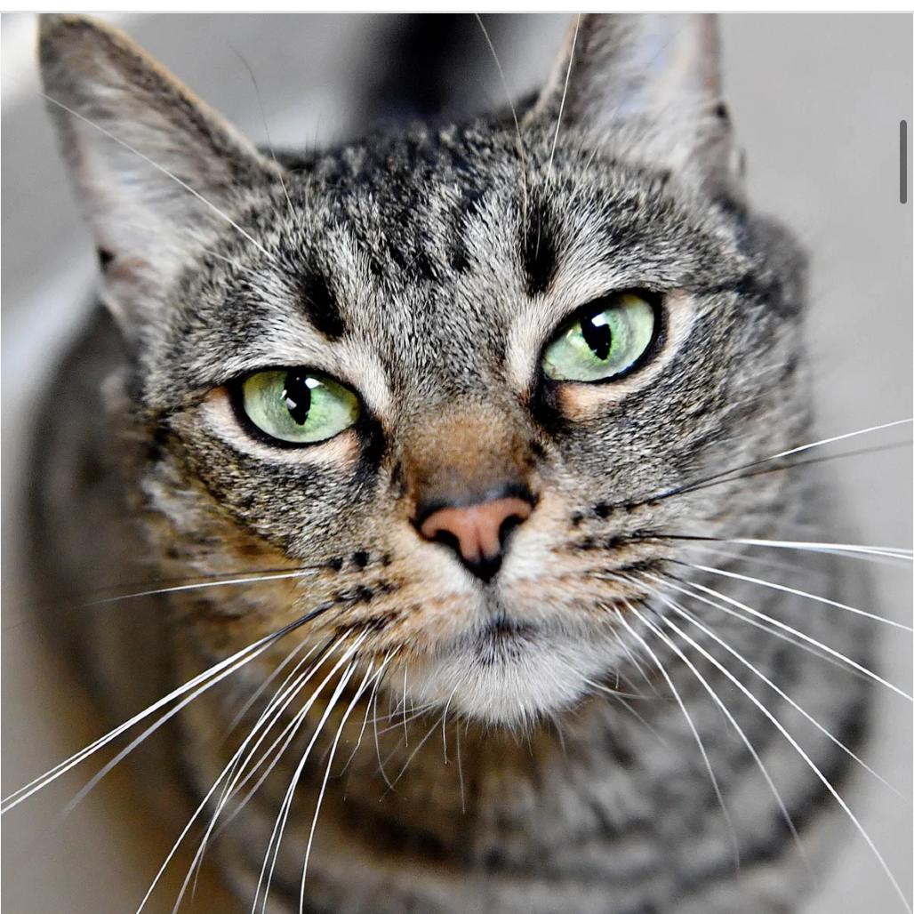 Enlarge Lola, a Adoptable Domestic Short Hair in York, PA image 2/6