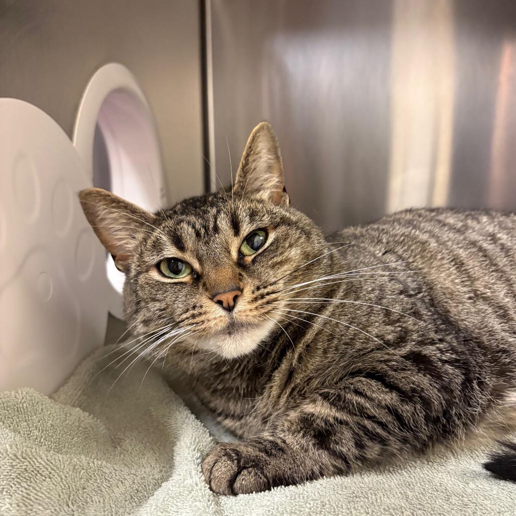 Enlarge Lola, a Adoptable Domestic Short Hair in York, PA image 3/6