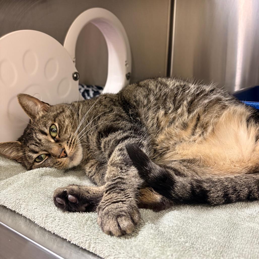 Enlarge Lola, a Adoptable Domestic Short Hair in York, PA image 4/6