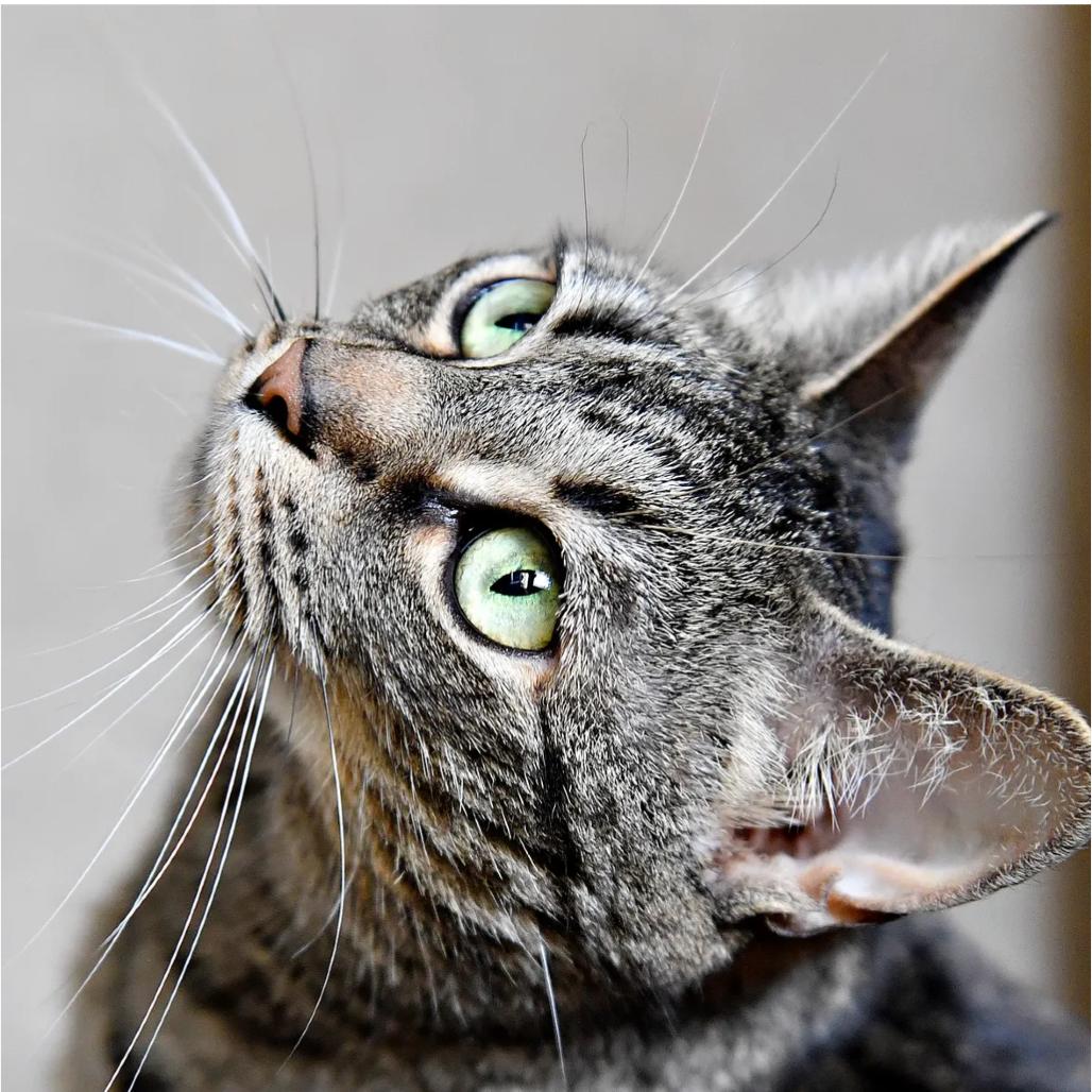 Enlarge Lola, a Adoptable Domestic Short Hair in York, PA image 5/6