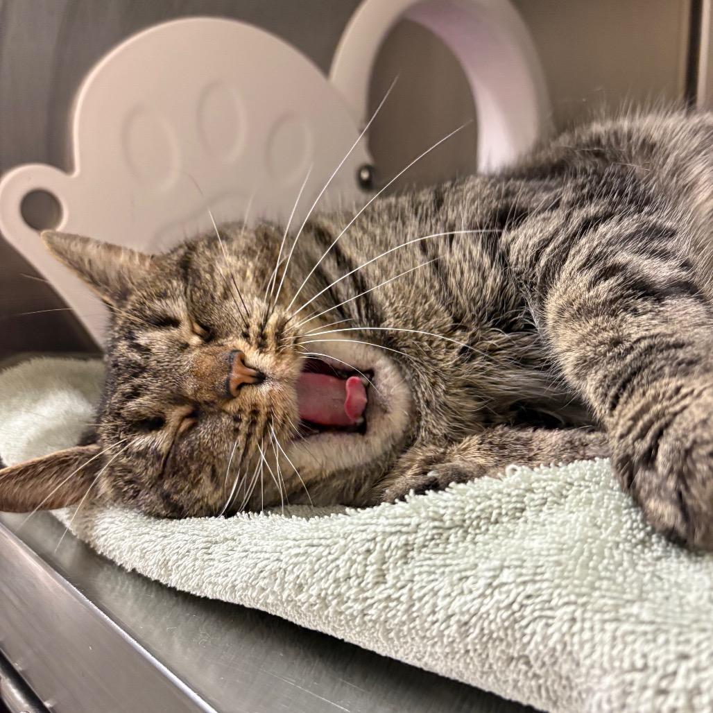 Enlarge Lola, a Adoptable Domestic Short Hair in York, PA image 6/6