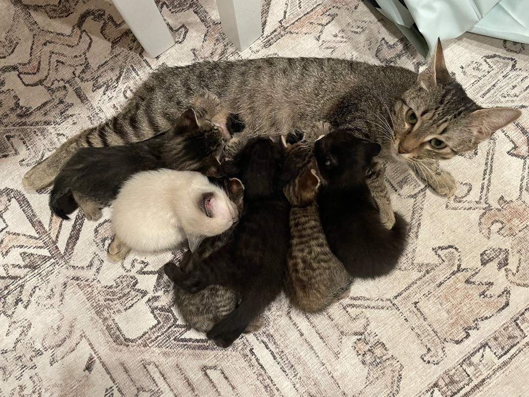 Duchess - QUEEN MOTHER AND SNUGGLER 2