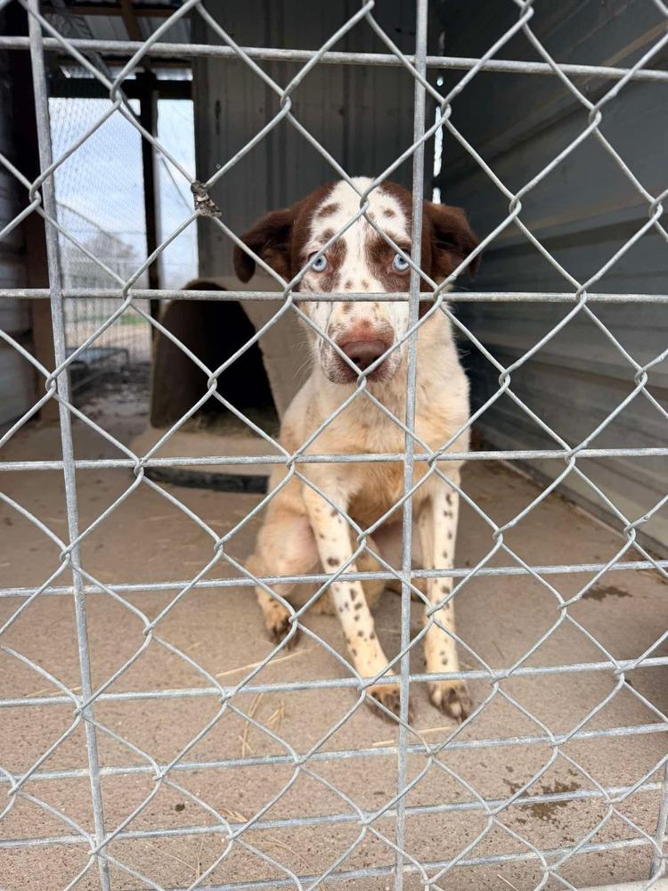 Enlarge Dolly of Wortham, a Adopted mixed breed in Denver, CO image 1/6