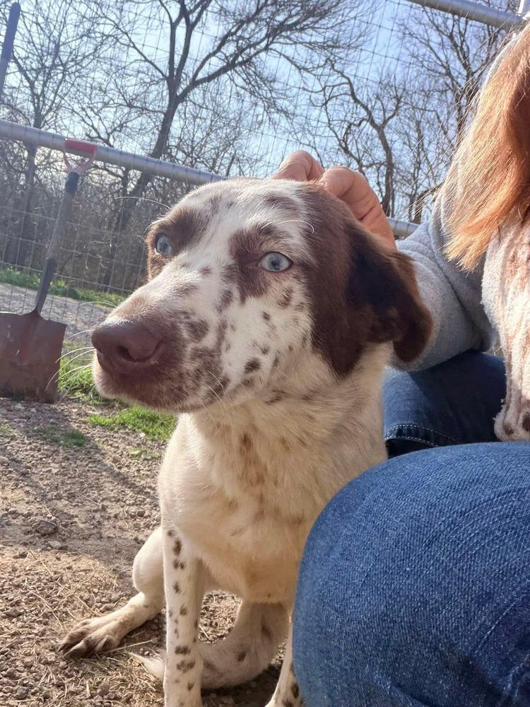 Enlarge Dolly of Wortham, a Adopted mixed breed in Denver, CO image 2/6