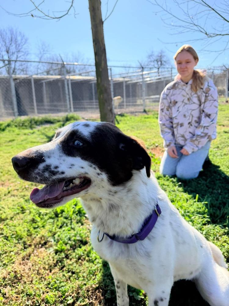 Enlarge Dolly of Wortham, a Adopted mixed breed in Denver, CO image 4/6
