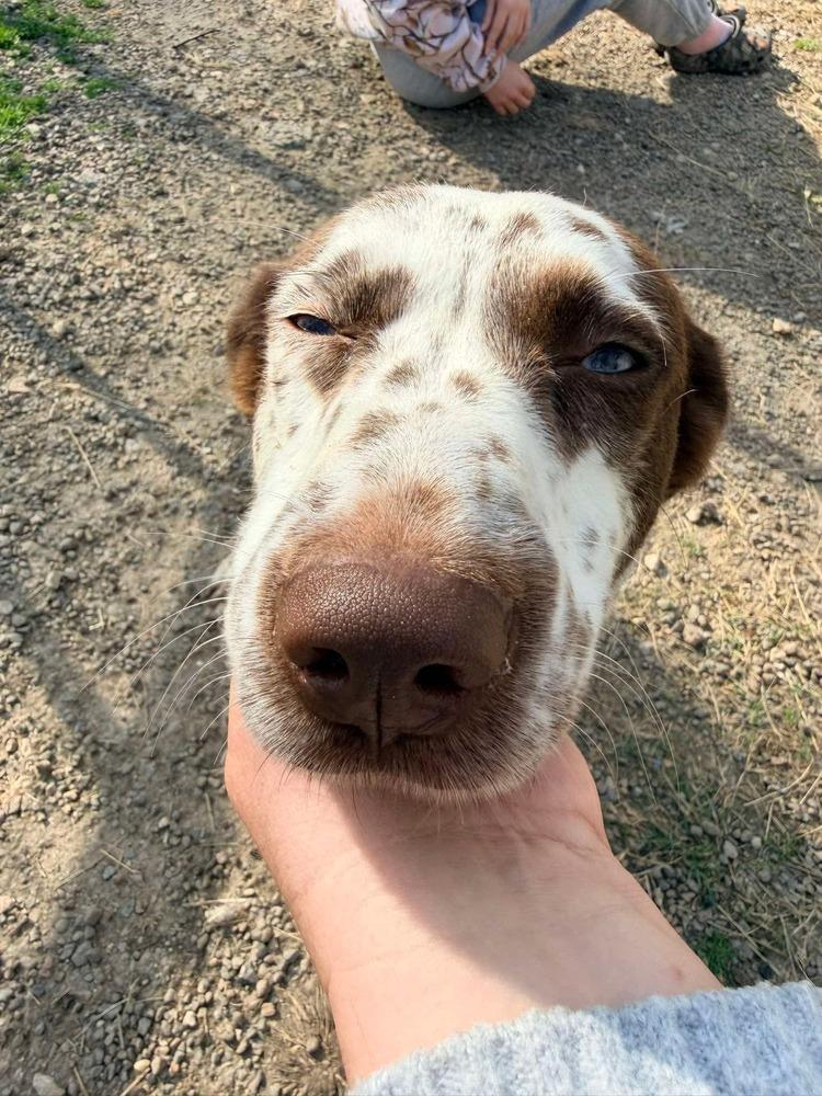 Enlarge Dolly of Wortham, a Adopted mixed breed in Denver, CO image 5/6